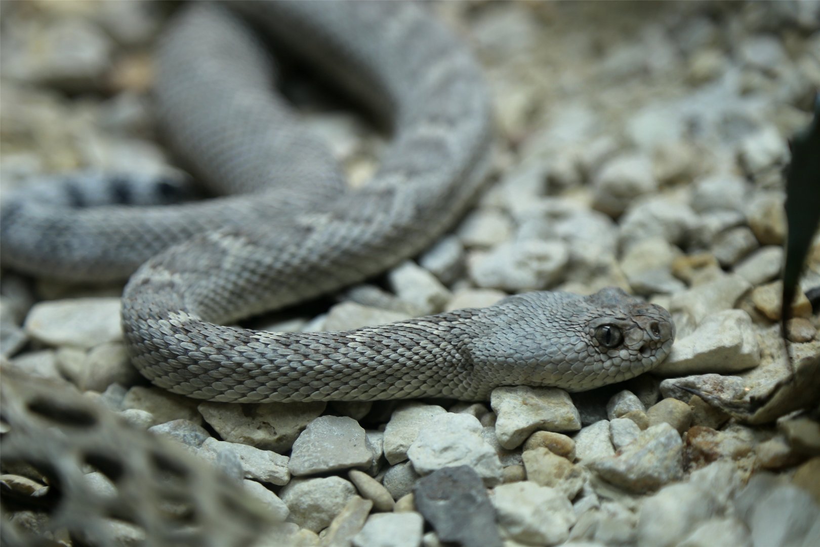 Santa Catalina Rattlesnake (Crotalus catalinensis)