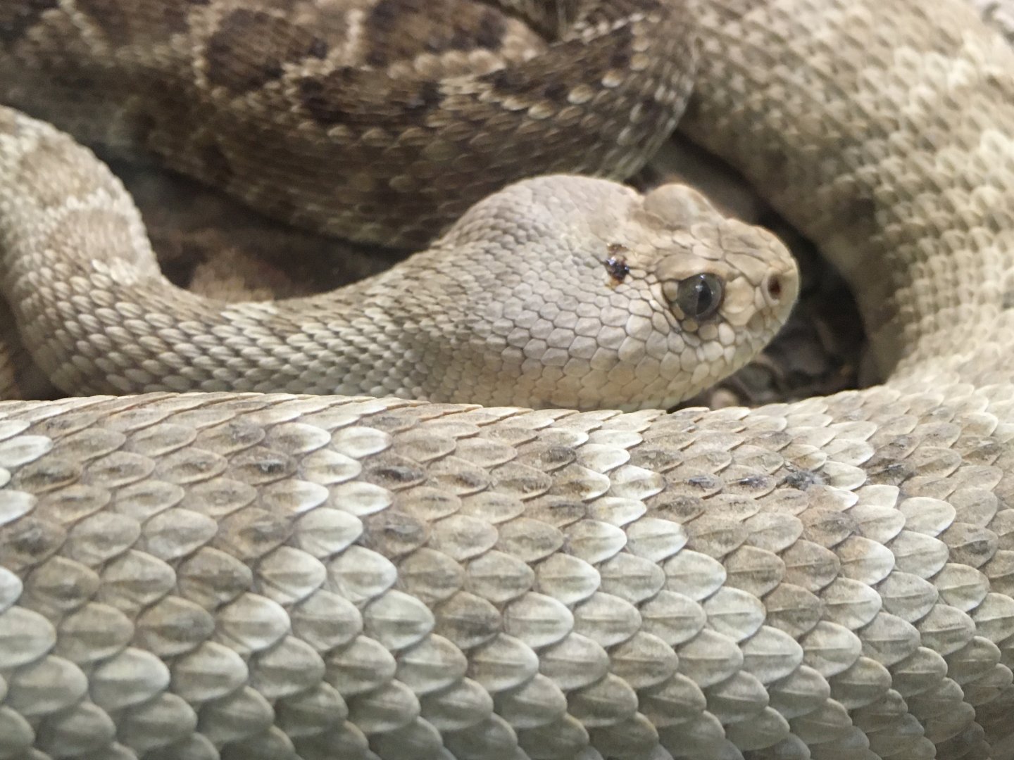 Santa Catalina Rattlesnake (Crotalus catalinensis)