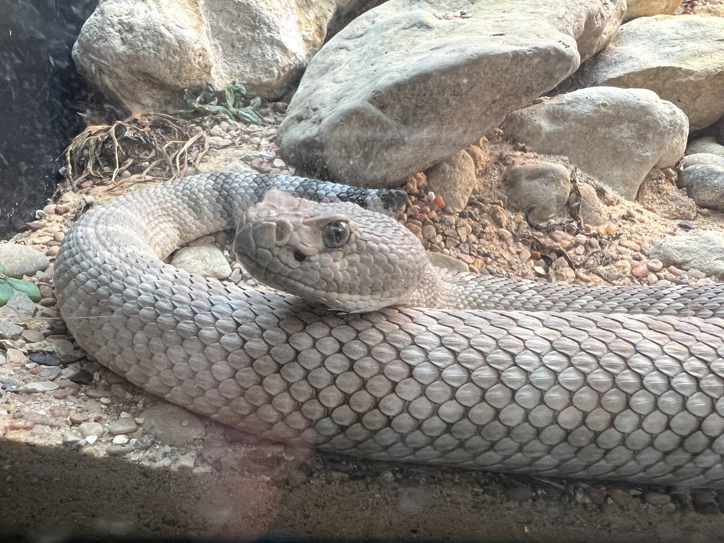 Santa Catalina Rattlesnake (Crotalus catalinensis)