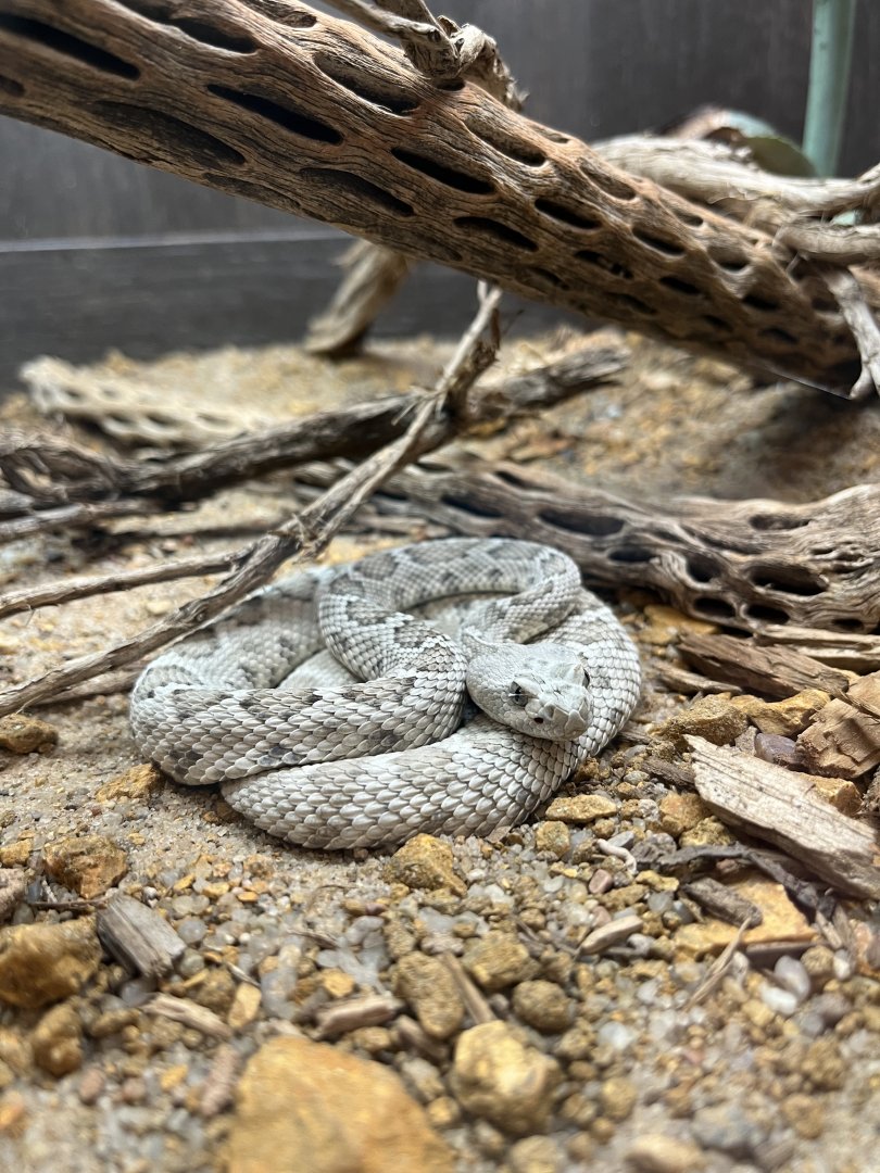 Santa Catalina Rattlesnake (Crotalus catalinensis)