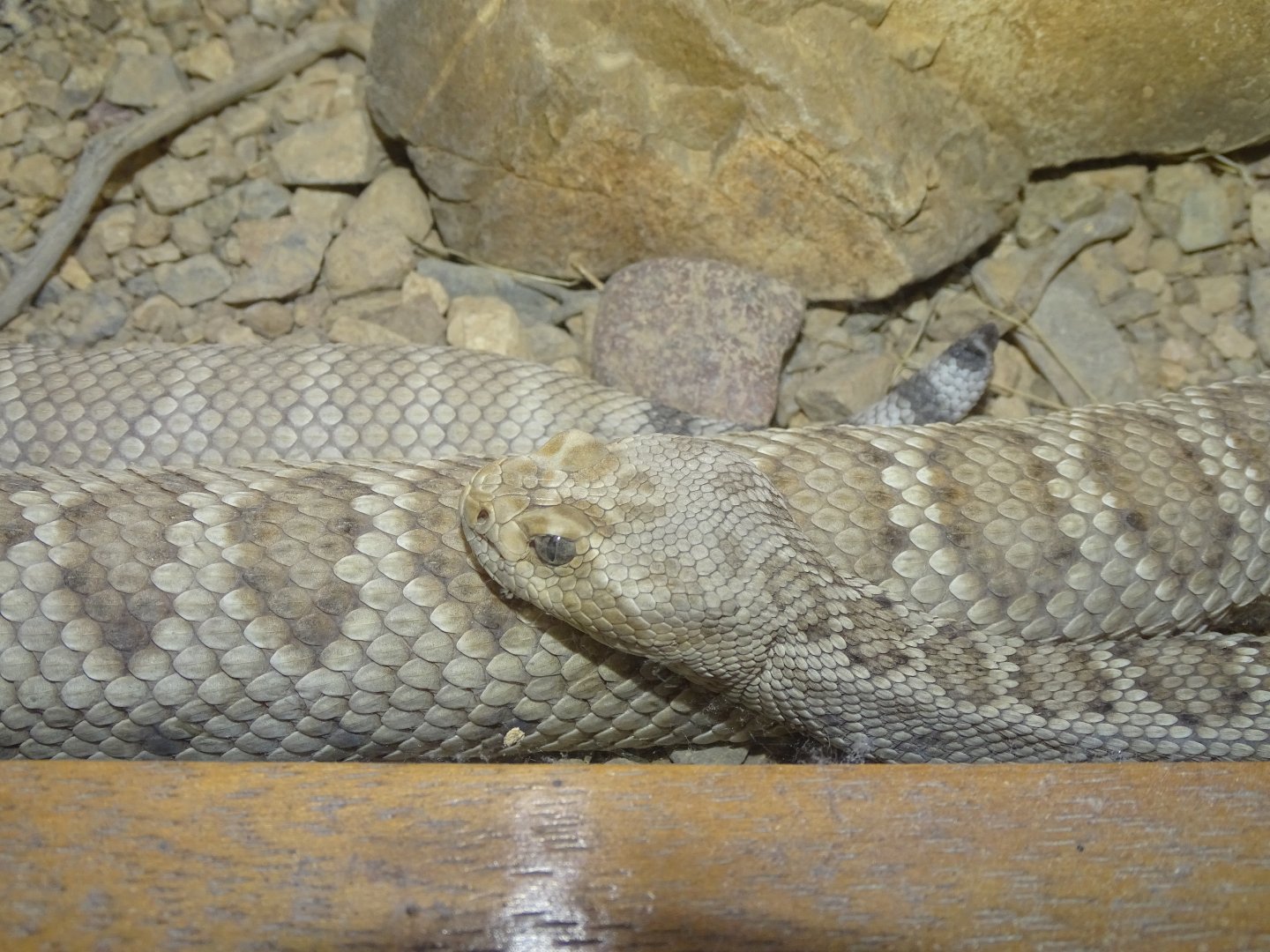 Santa Catalina rattlesnake (Crotalus catalinensis)