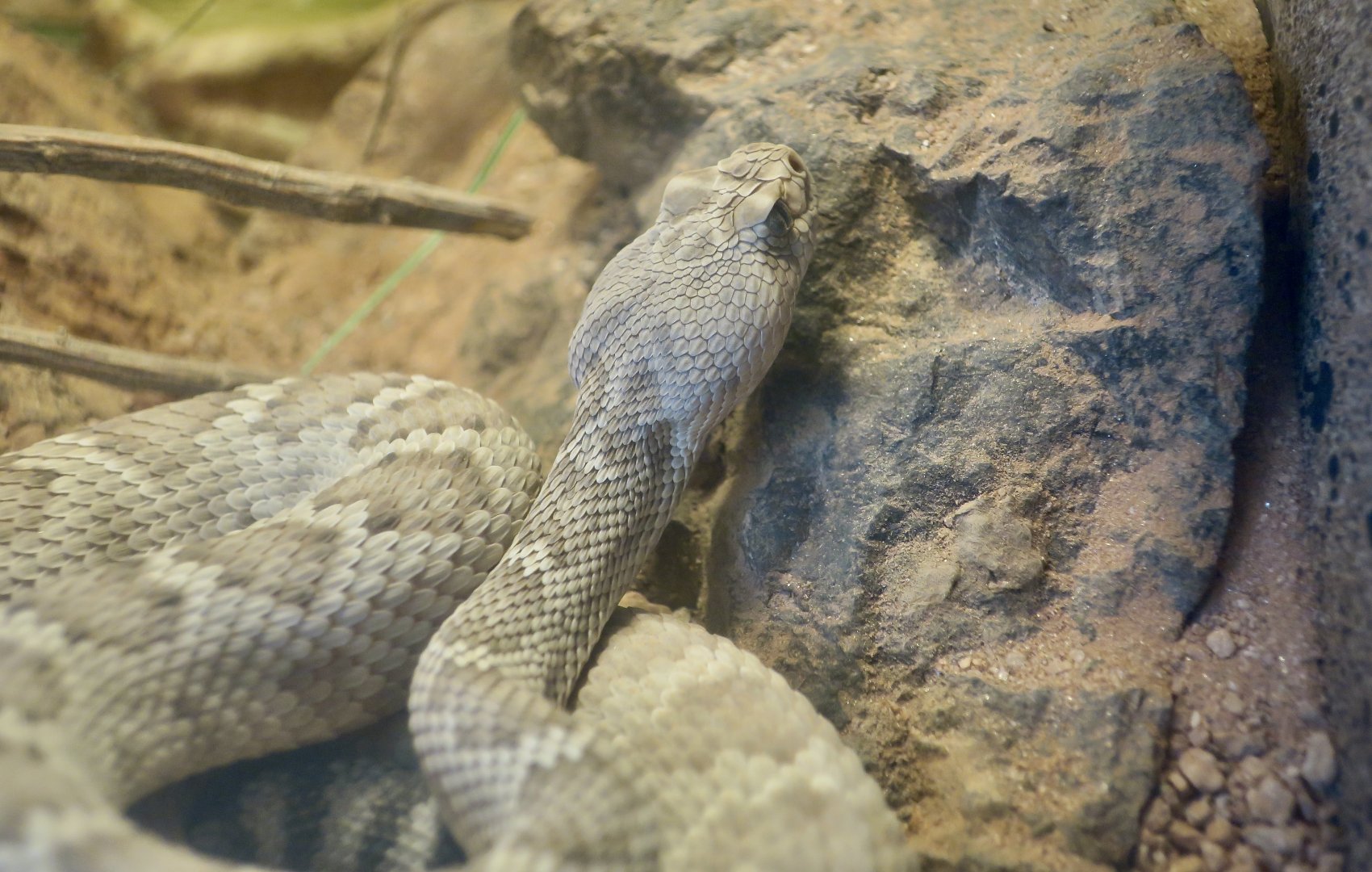 Santa Catalina Rattlesnake (Crotalus catalinensis)