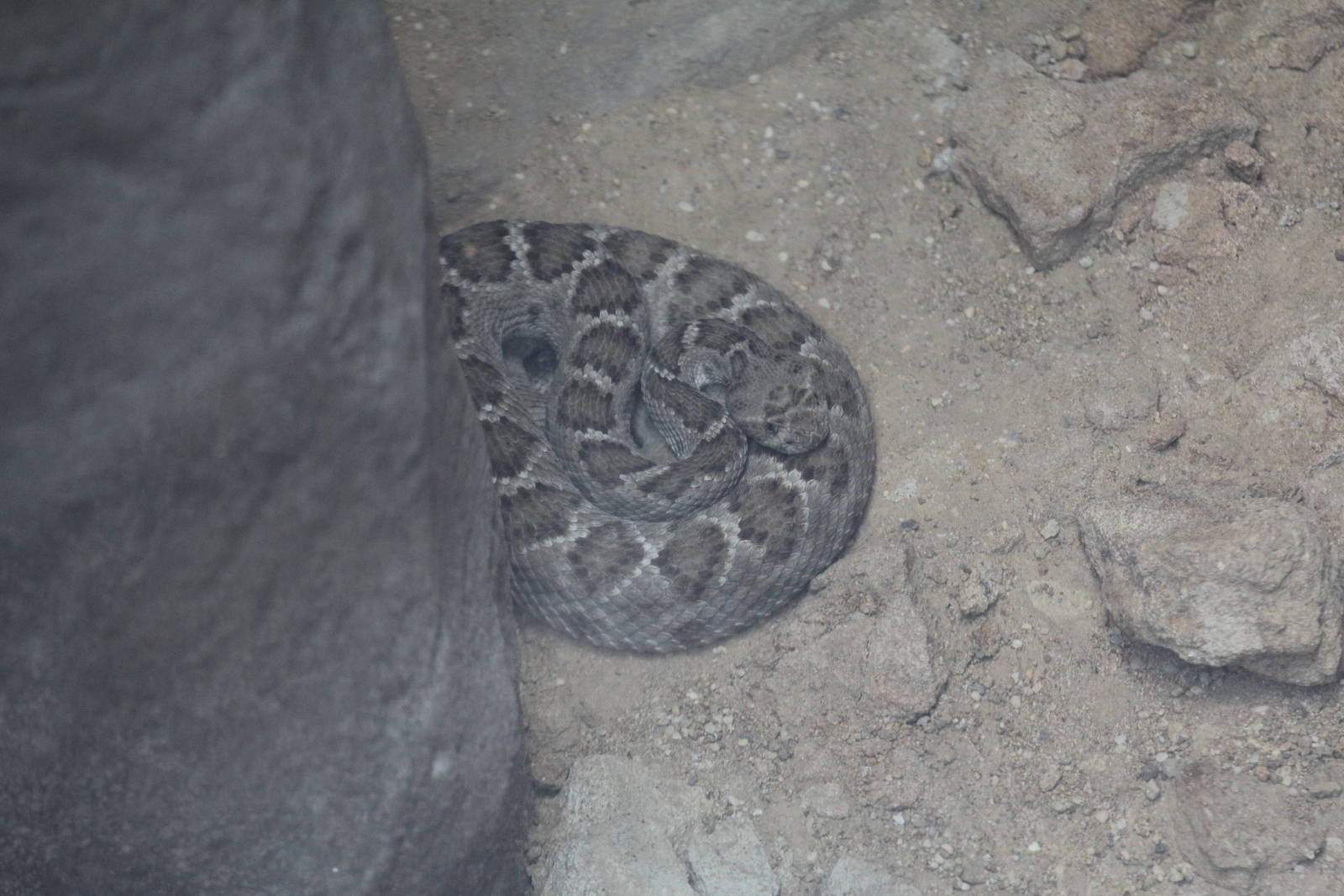Santa Catalina Rattlesnake