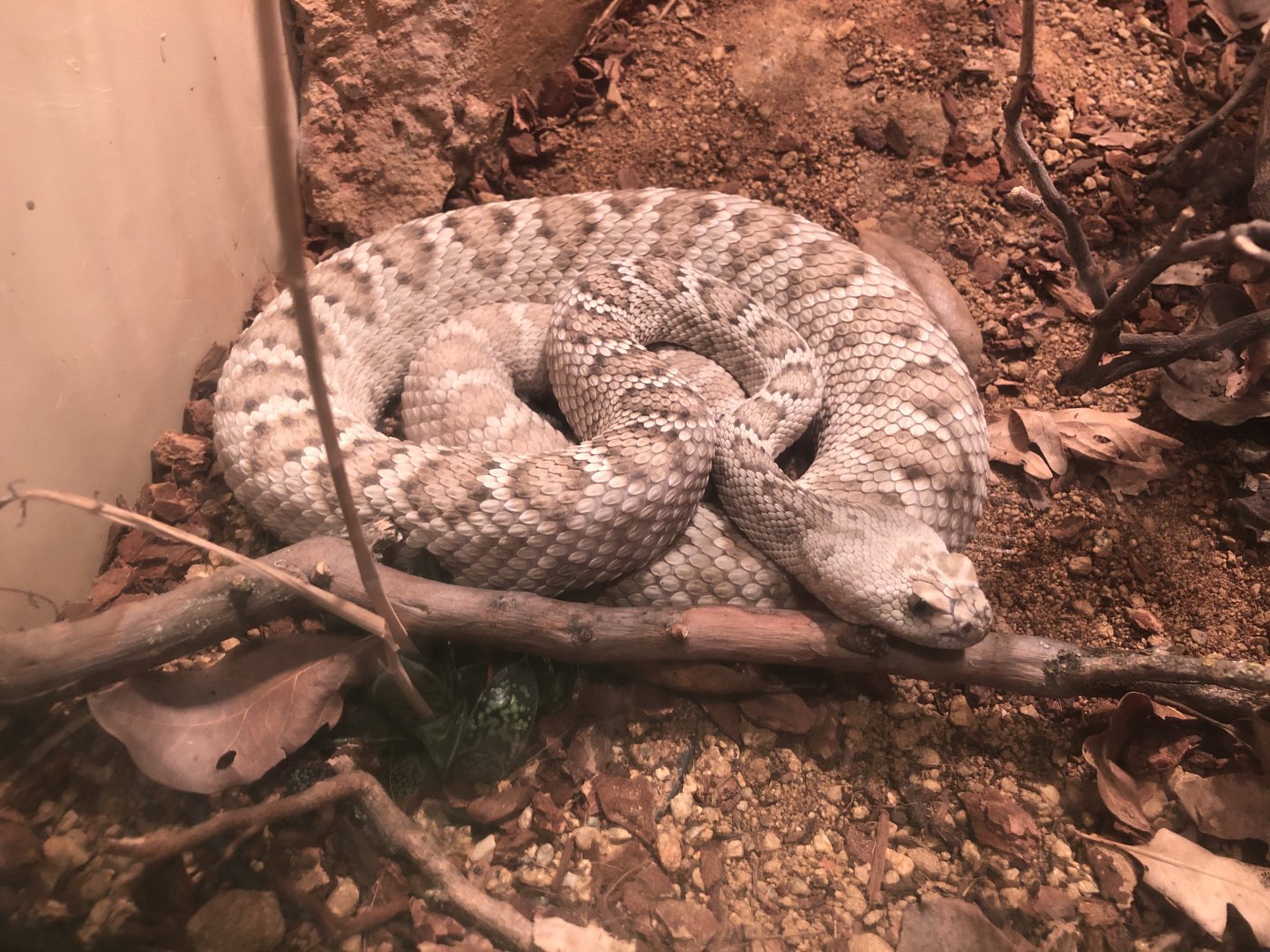 Santa Catalina rattlesnake