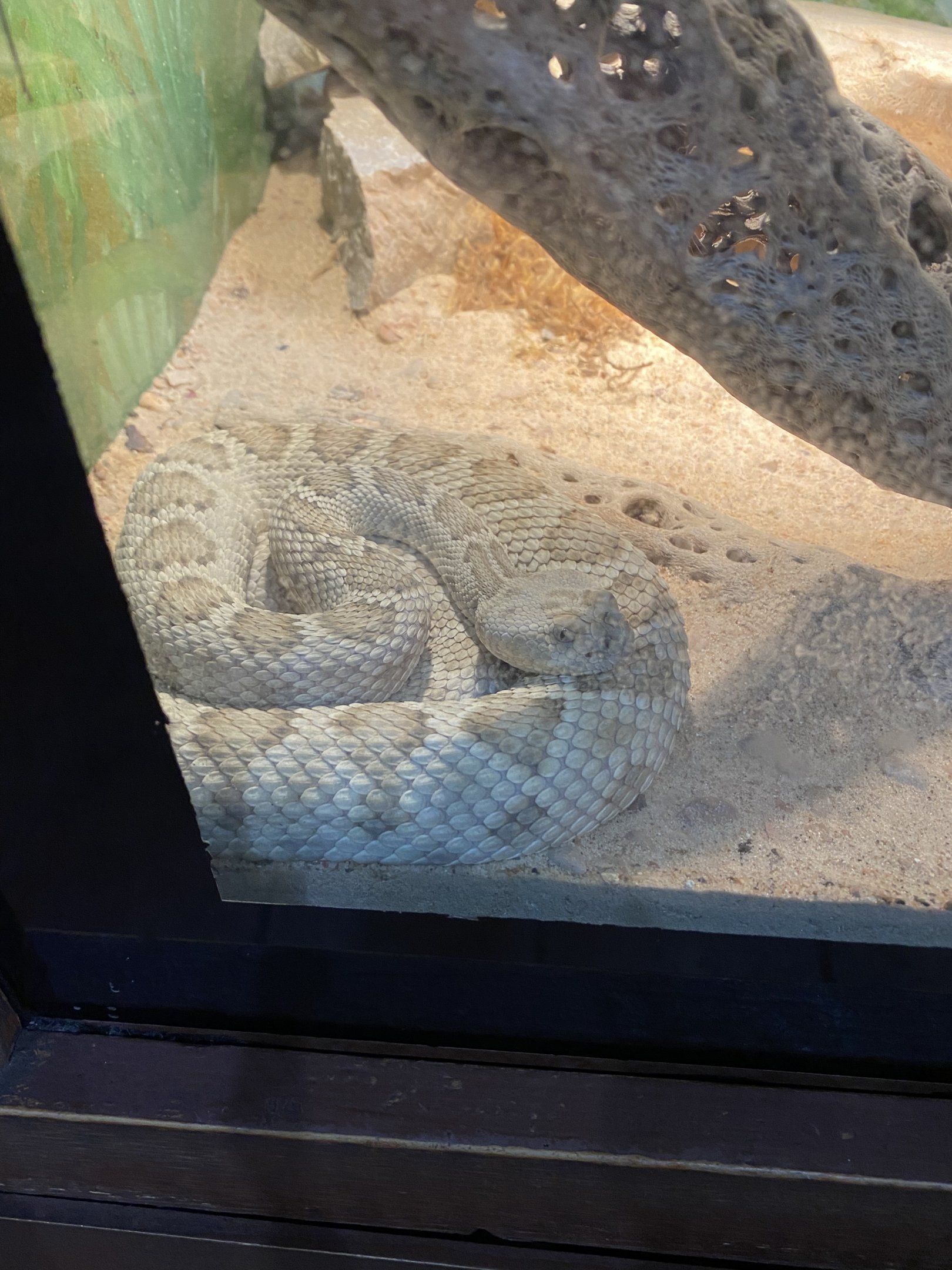 Santa Catalina Rattlesnake