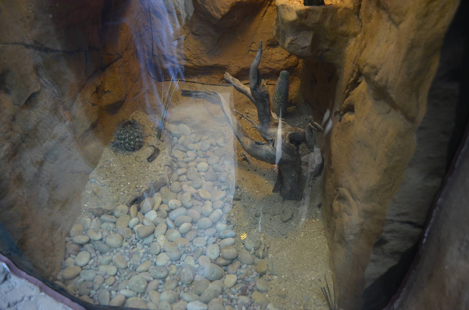 SANTA CATALINA SIDE-BLOTCHED LIZARD EXHIBIT