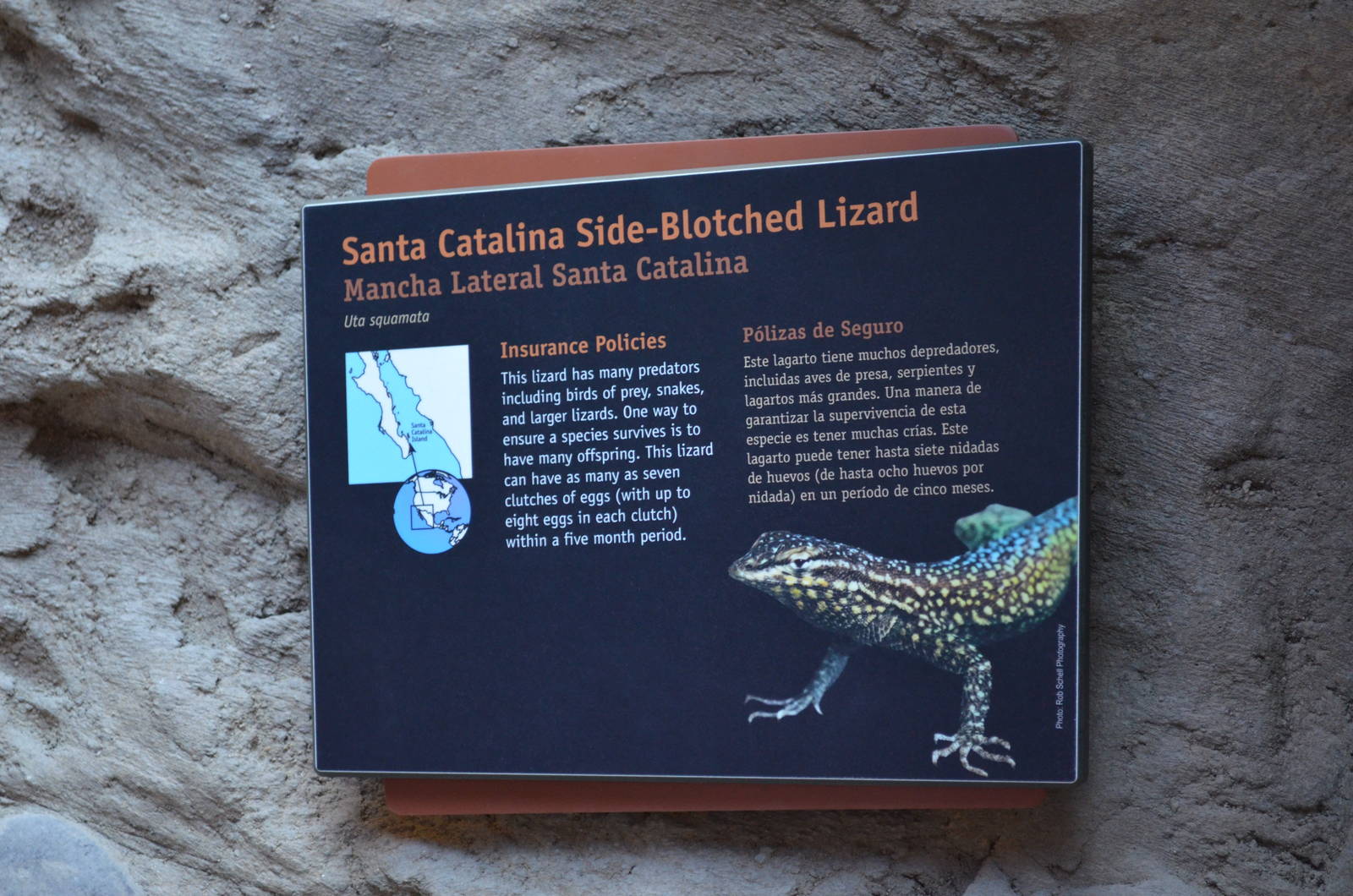 SANTA CATALINA SIDE-BLOTCHED LIZARD SIGNAGE