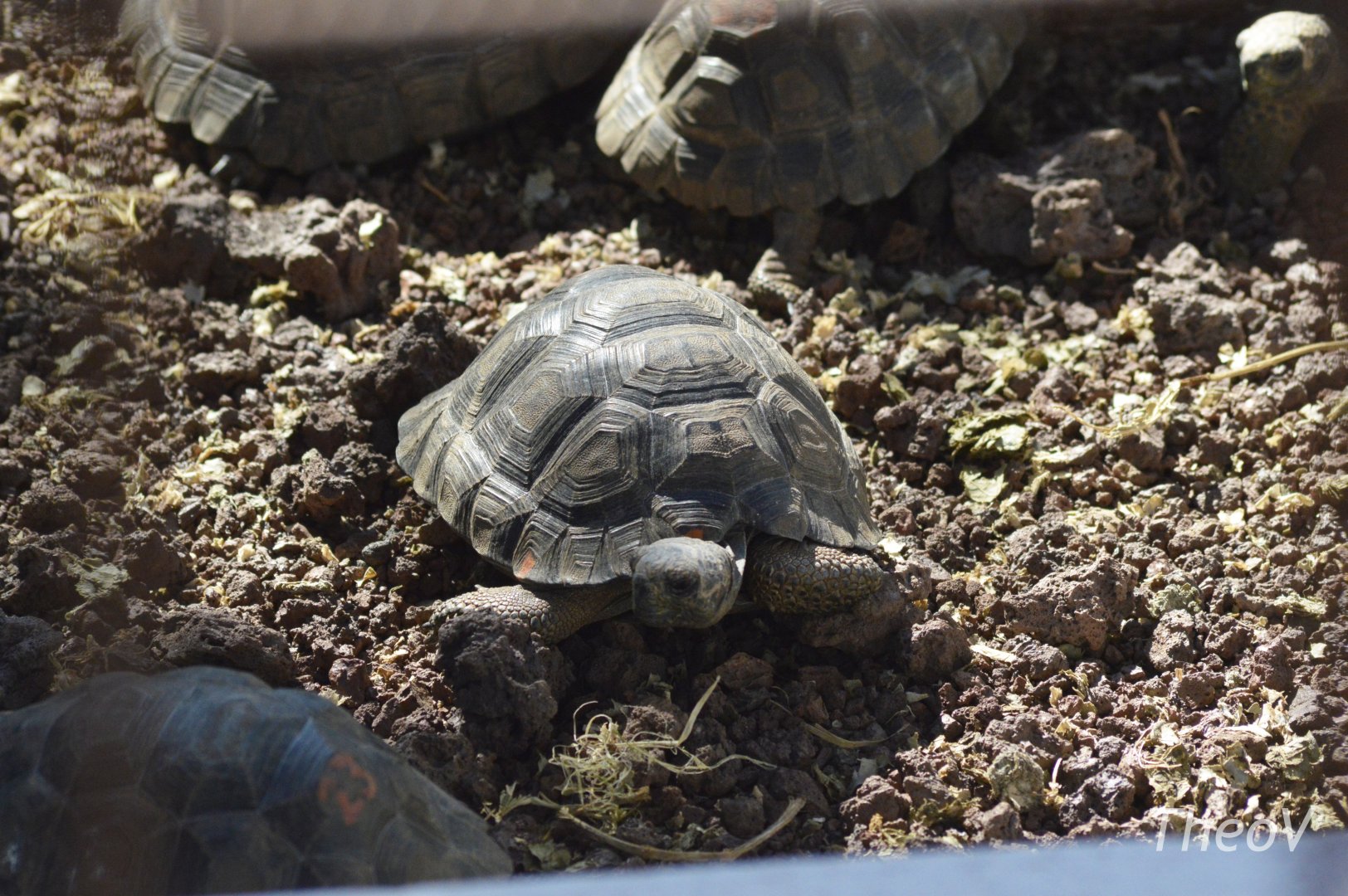 Santa Cruz giant tortoise [2019]