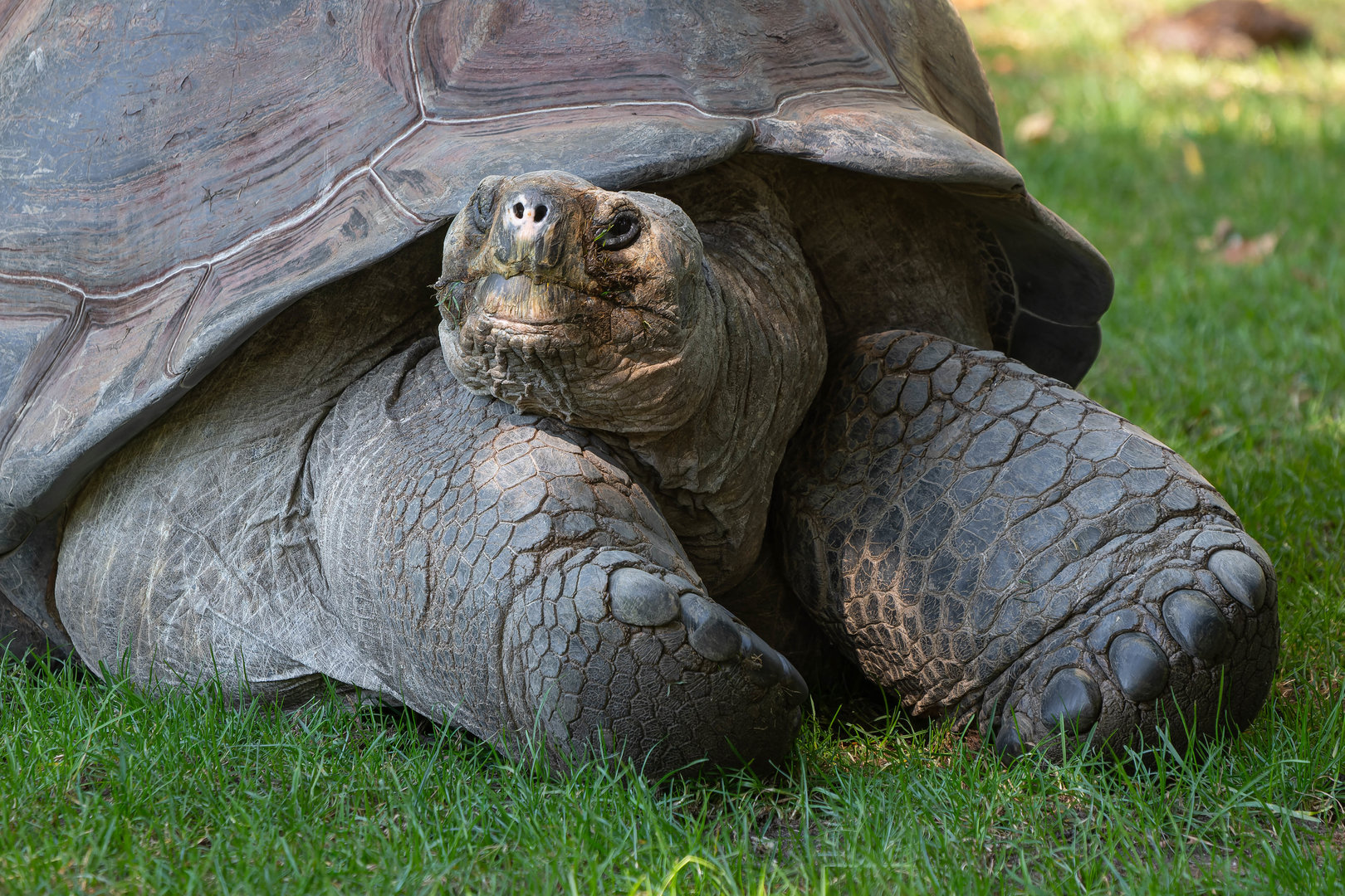 Santa Cruz giant tortoise (Chelonoidis niger porteri)