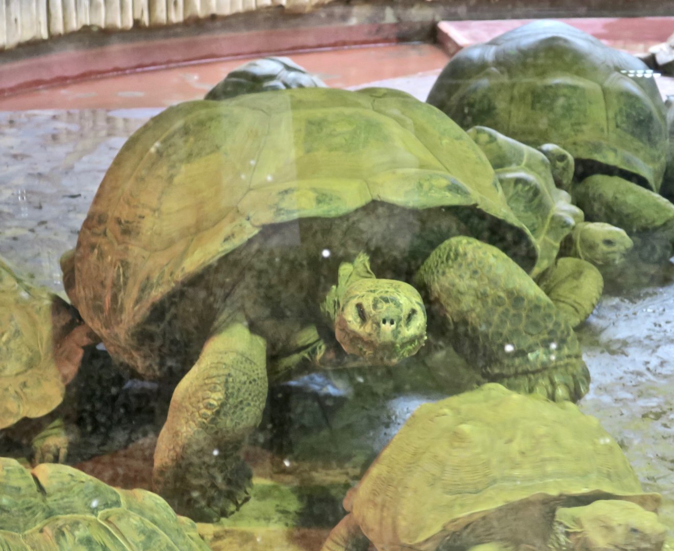 Santa Cruz Giant Tortoise (Chelonoidis porteri)