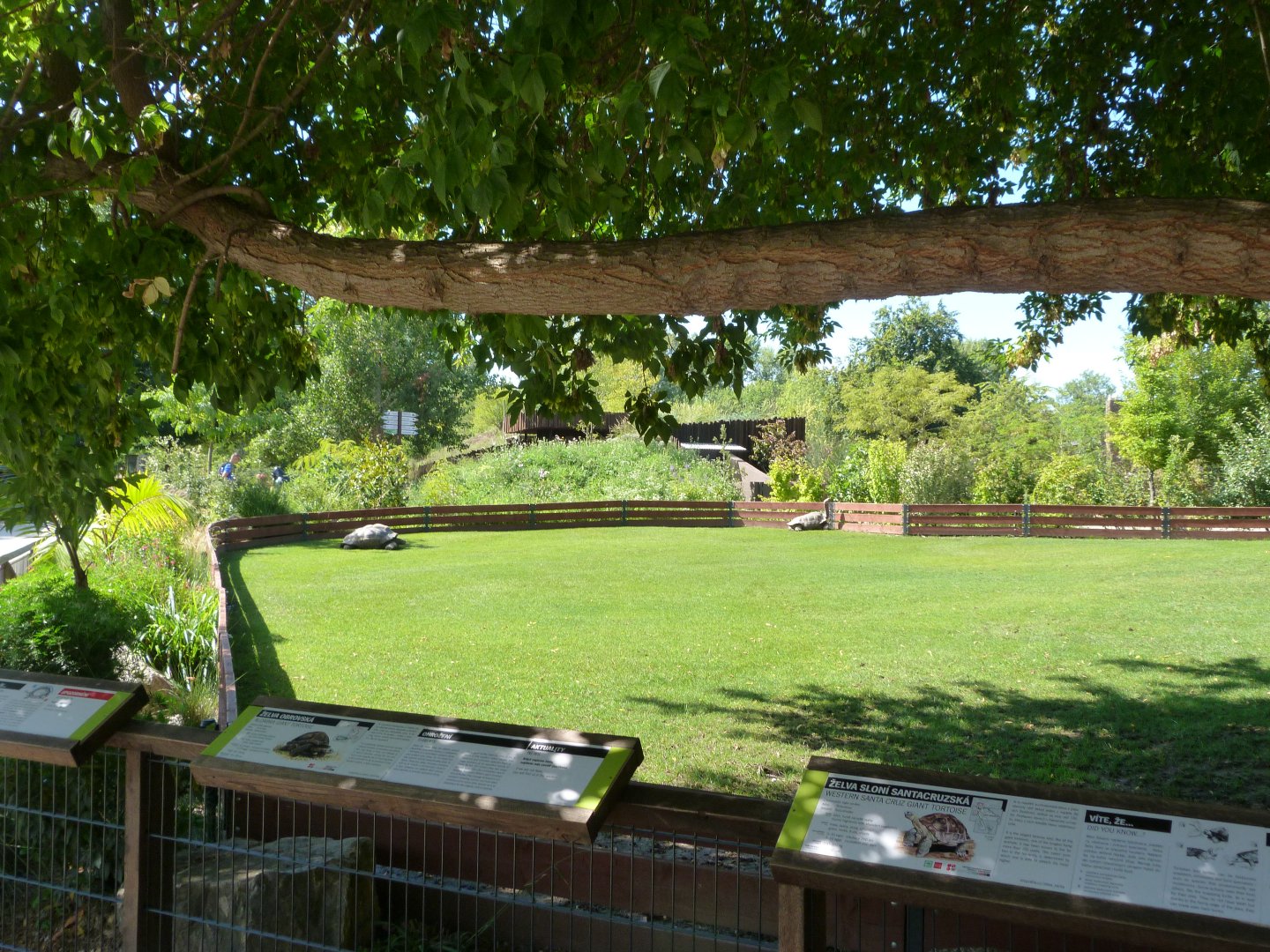 Santa Cruz giant tortoise, Pinzon giant tortoise and Aldabra giant tortoise exhibit -Zoo Praha (2025)