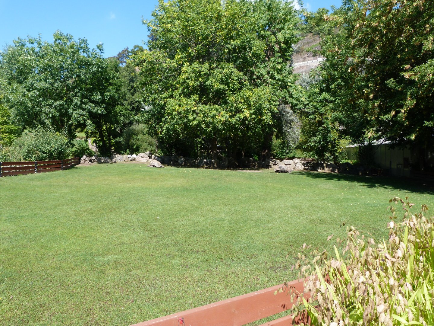 Santa Cruz giant tortoise, Pinzon giant tortoise and Aldabra giant tortoise exhibit -Zoo Praha (2025)