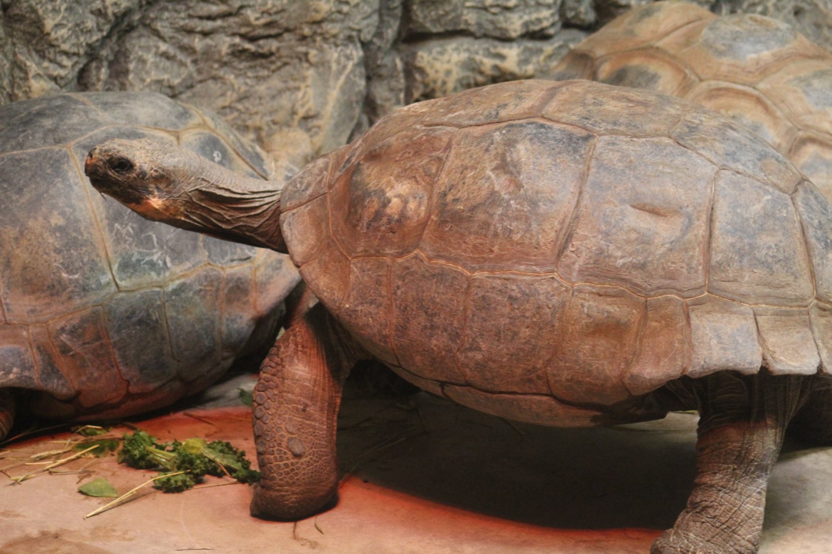 Santa Cruz Giant Tortoise
