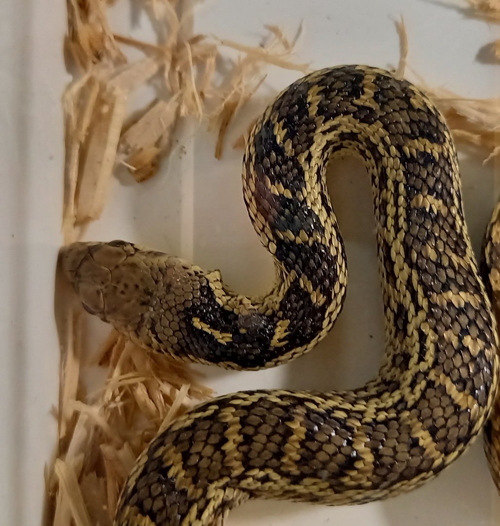 Santa Cruz gopher snake - Pituophis catenifer pumilus
