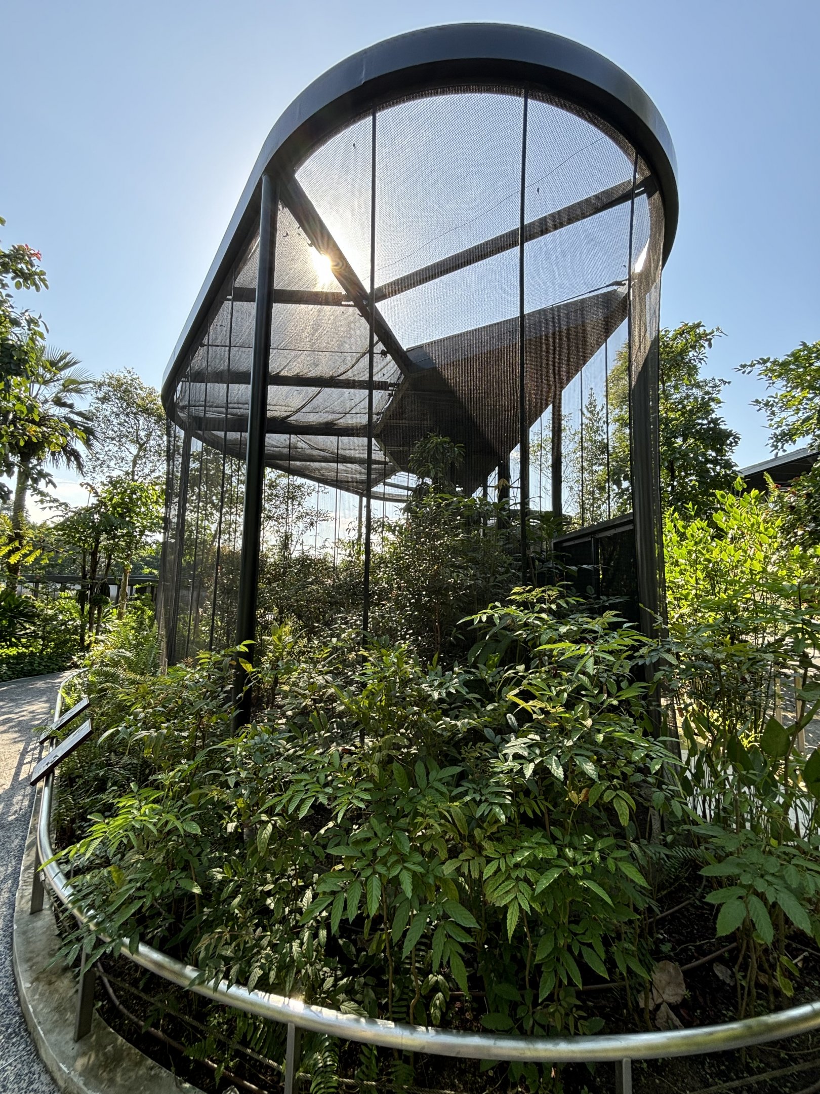 Santa Cruz Ground Dove + Eastern Superb Fruit Dove + Germain’s Peacock Pheasant