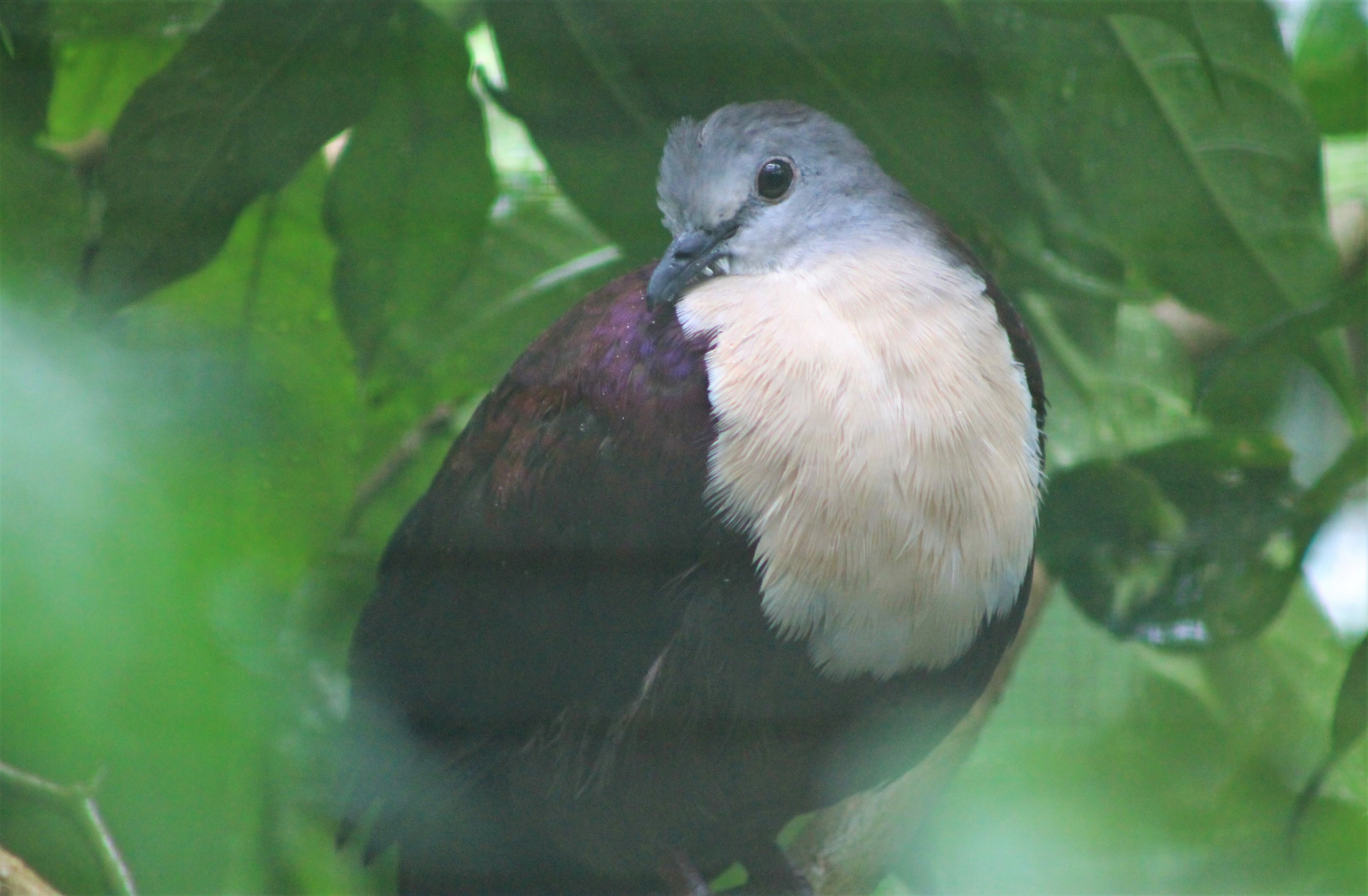 Santa Cruz Ground Dove (Gallicolumba sanctaecrucis)