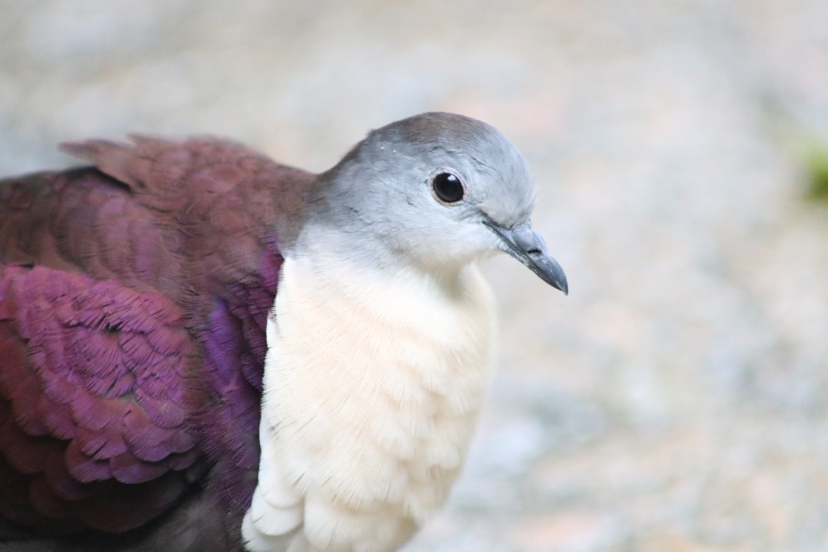 Santa Cruz Ground-dove (Pampusana sanctaecrucis)