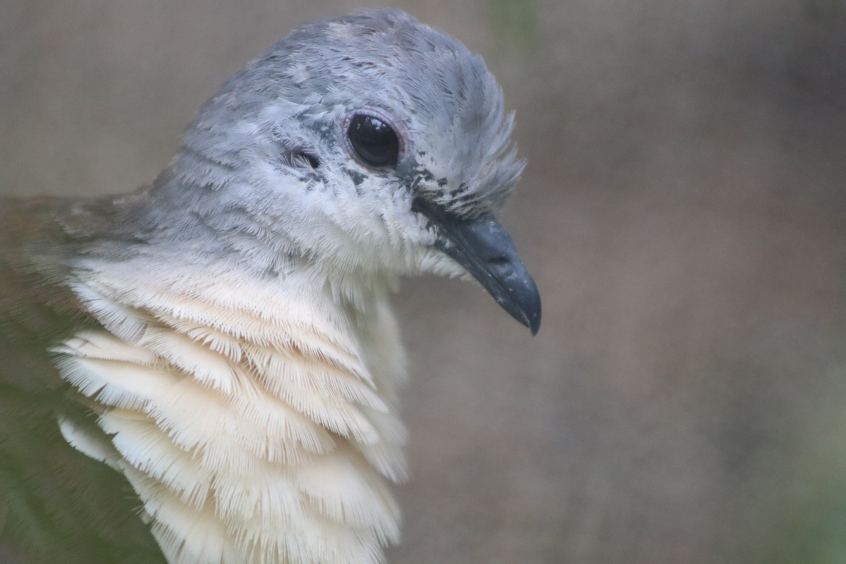 Santa Cruz Ground-dove (Pampusana sanctaecrucis)