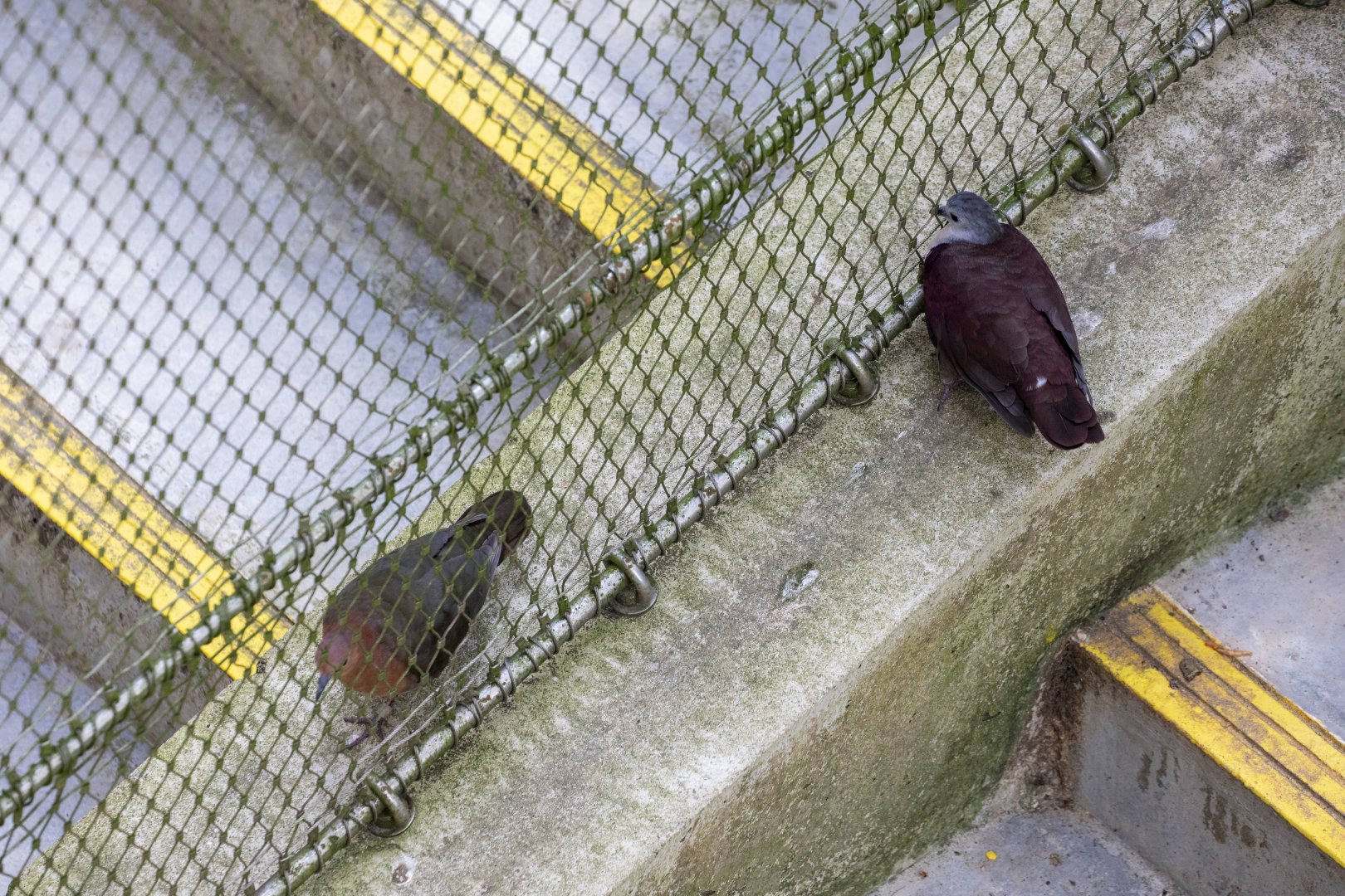 Santa Cruz Ground Dove （Pampusana sanctaecrucis）