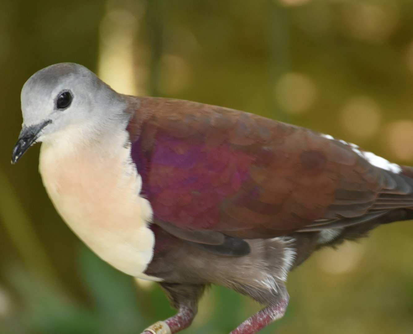 Santa Cruz Ground-dove (Pampusana sanctaecrucis)