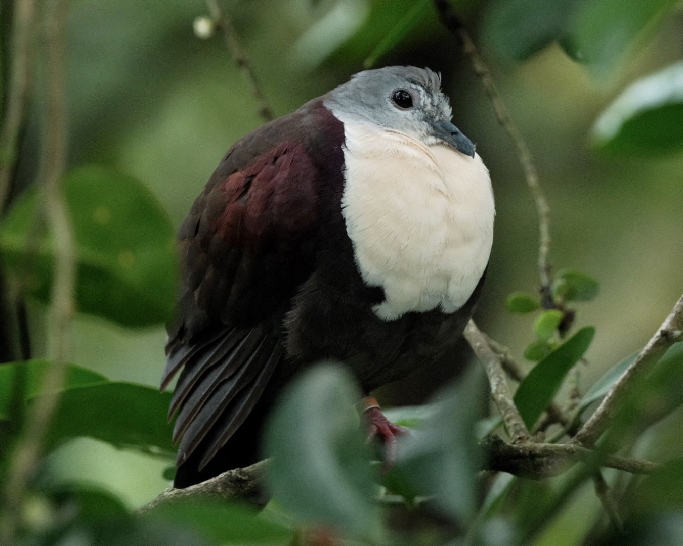 Santa Cruz Ground Dove (Pampusana sanctaecrucis)