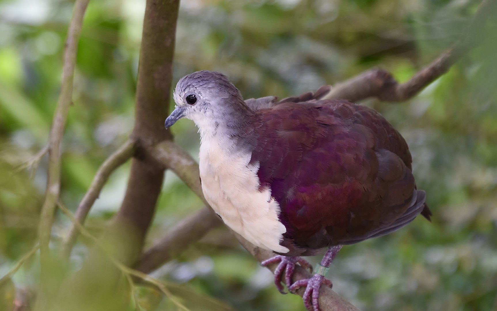 Santa Cruz Ground-Dove (Pampusana sanctaecrucis)