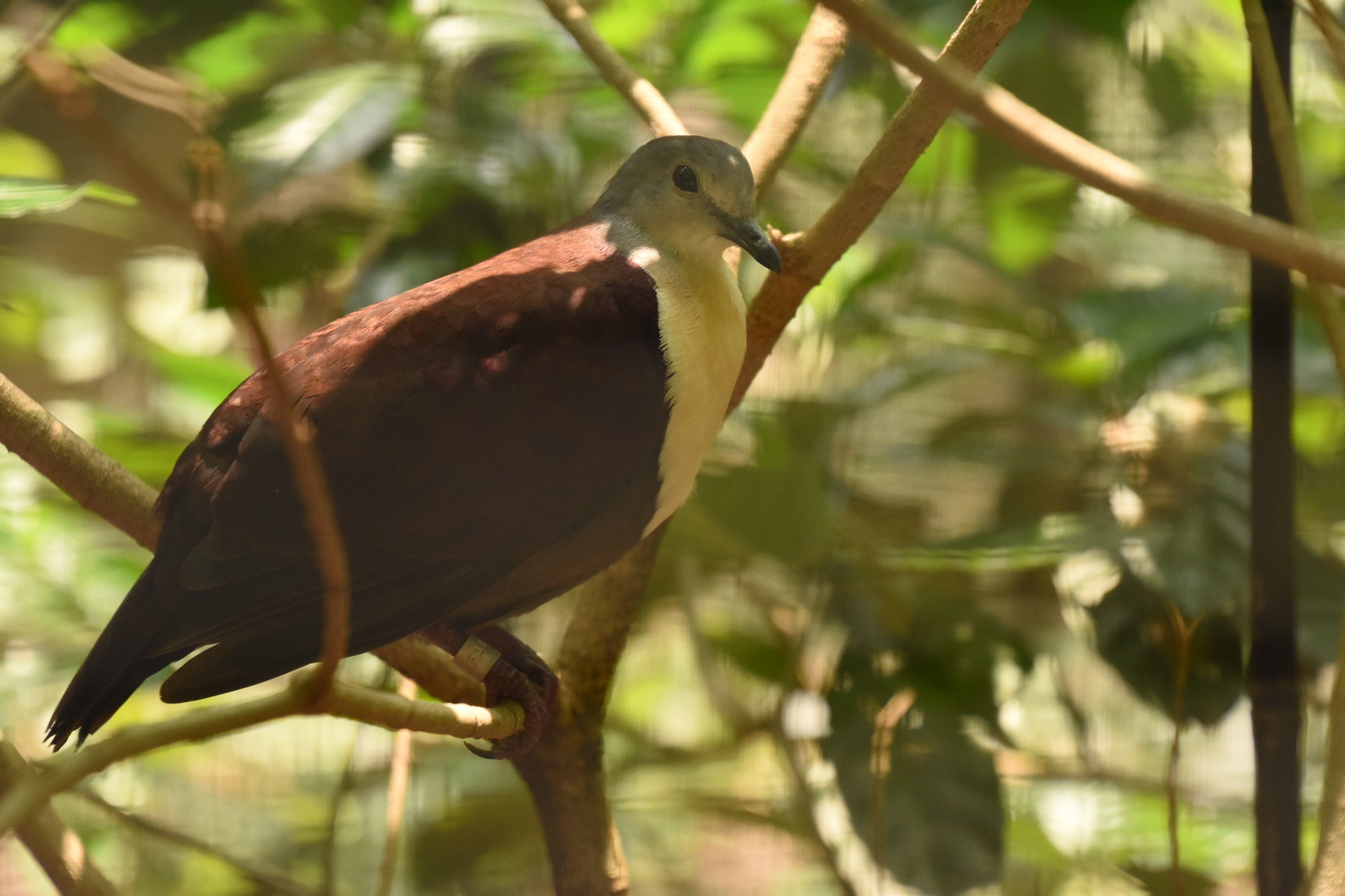 Santa Cruz ground dove
