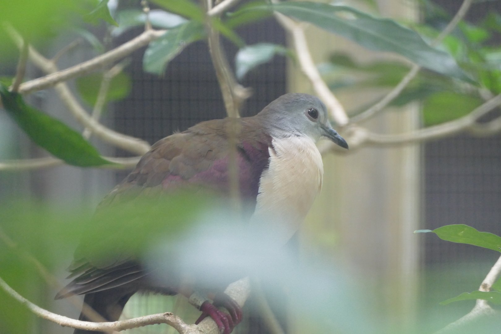 Santa Cruz ground dove