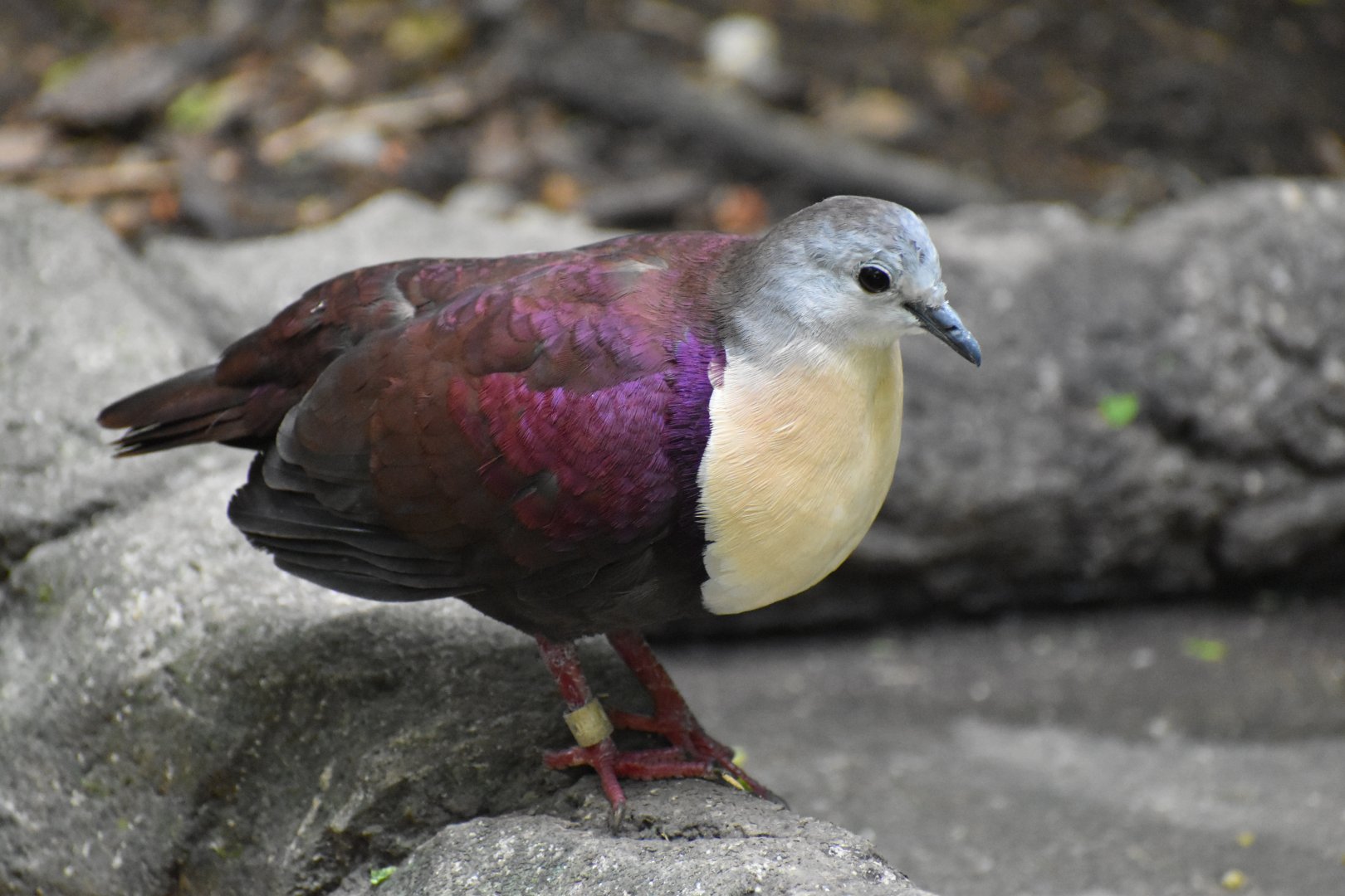 Santa Cruz Ground Dove