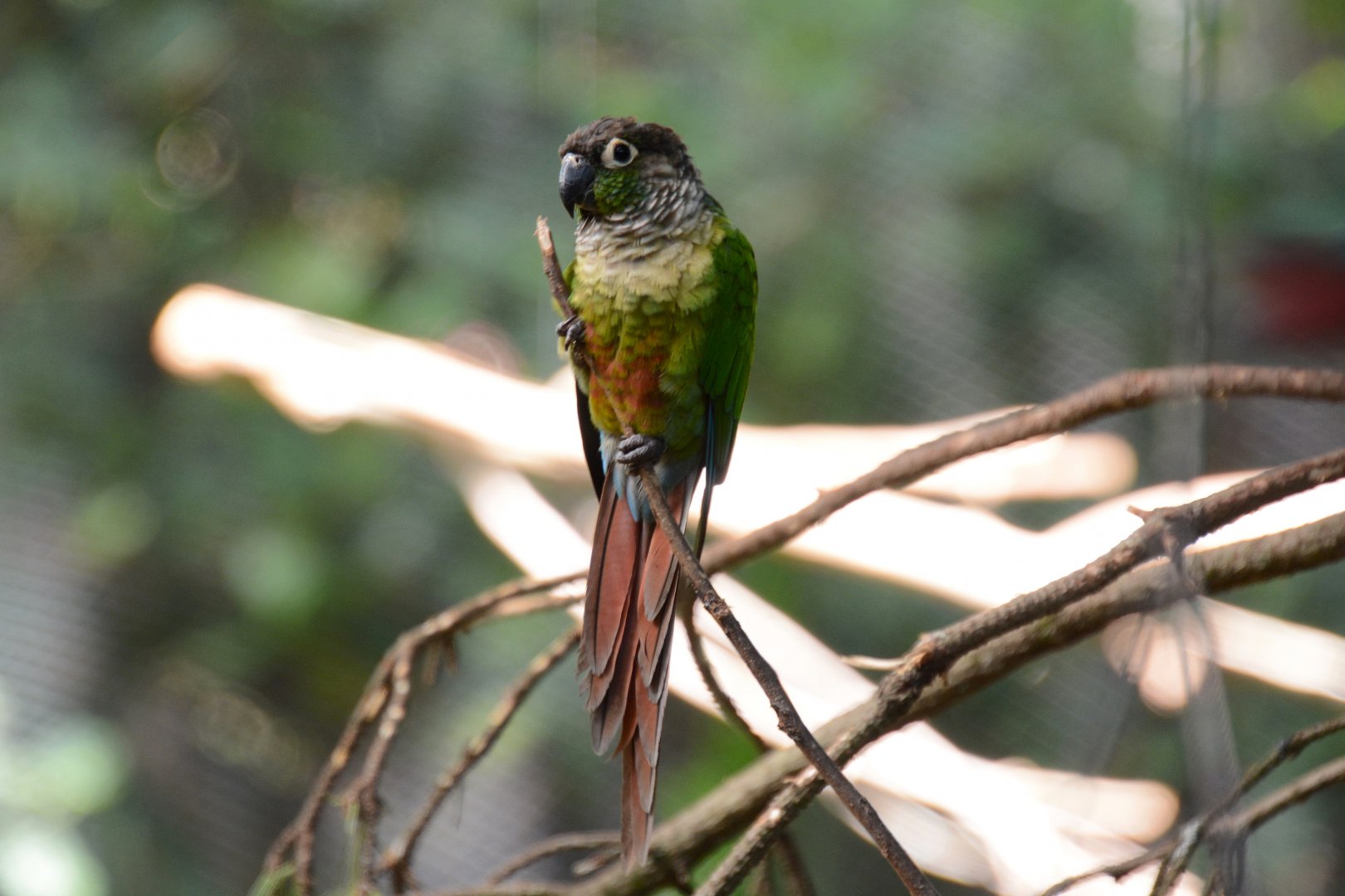 Santa Cruz parakeet (Pyrrhura molinae restricta)