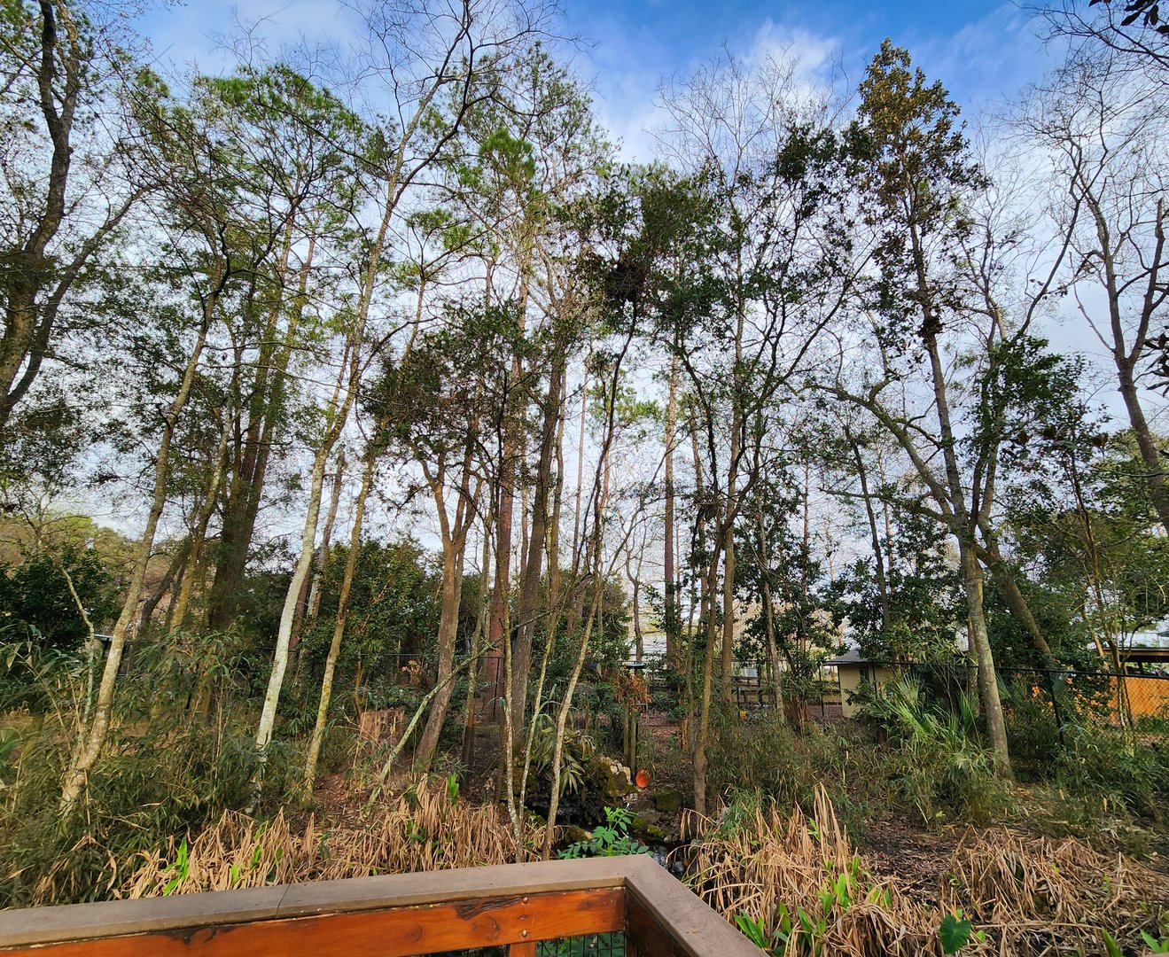 Santa Fe College Zoo (2023) - Deer exhibit