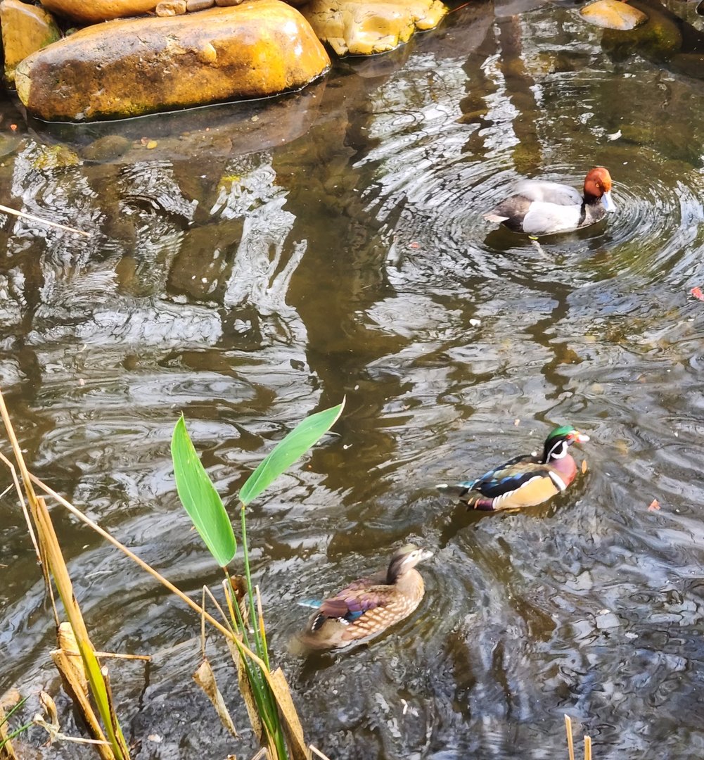Santa Fe College Zoo (2023) - Ducks (Aviary)