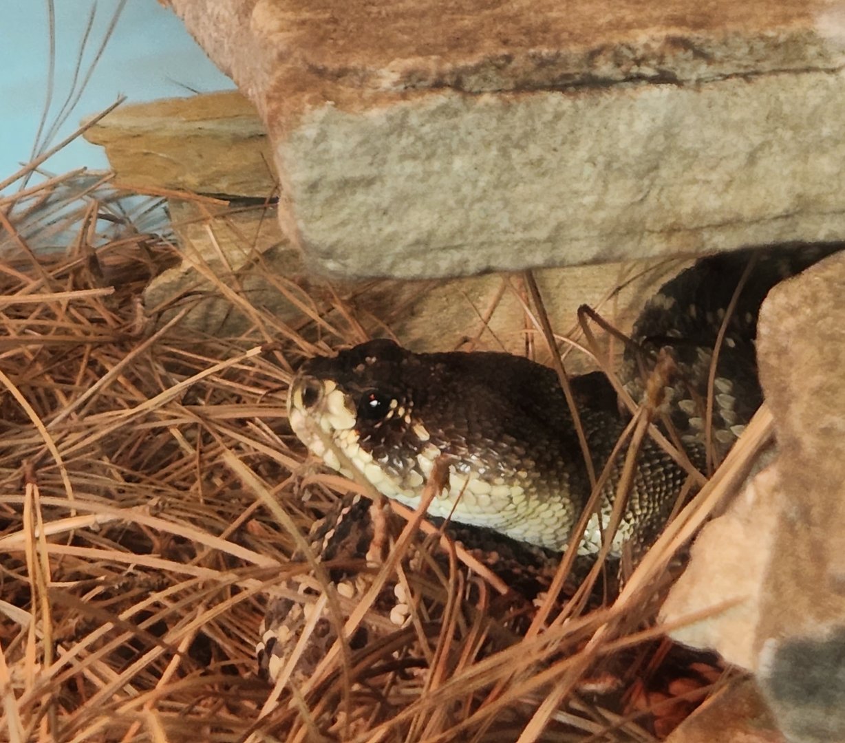 Santa Fe College Zoo (2023) - Eastern Diamondback Rattlesnake