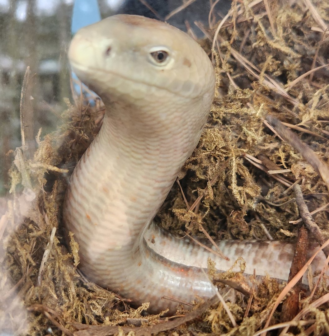 Santa Fe College Zoo (2023) - European Glass Lizard