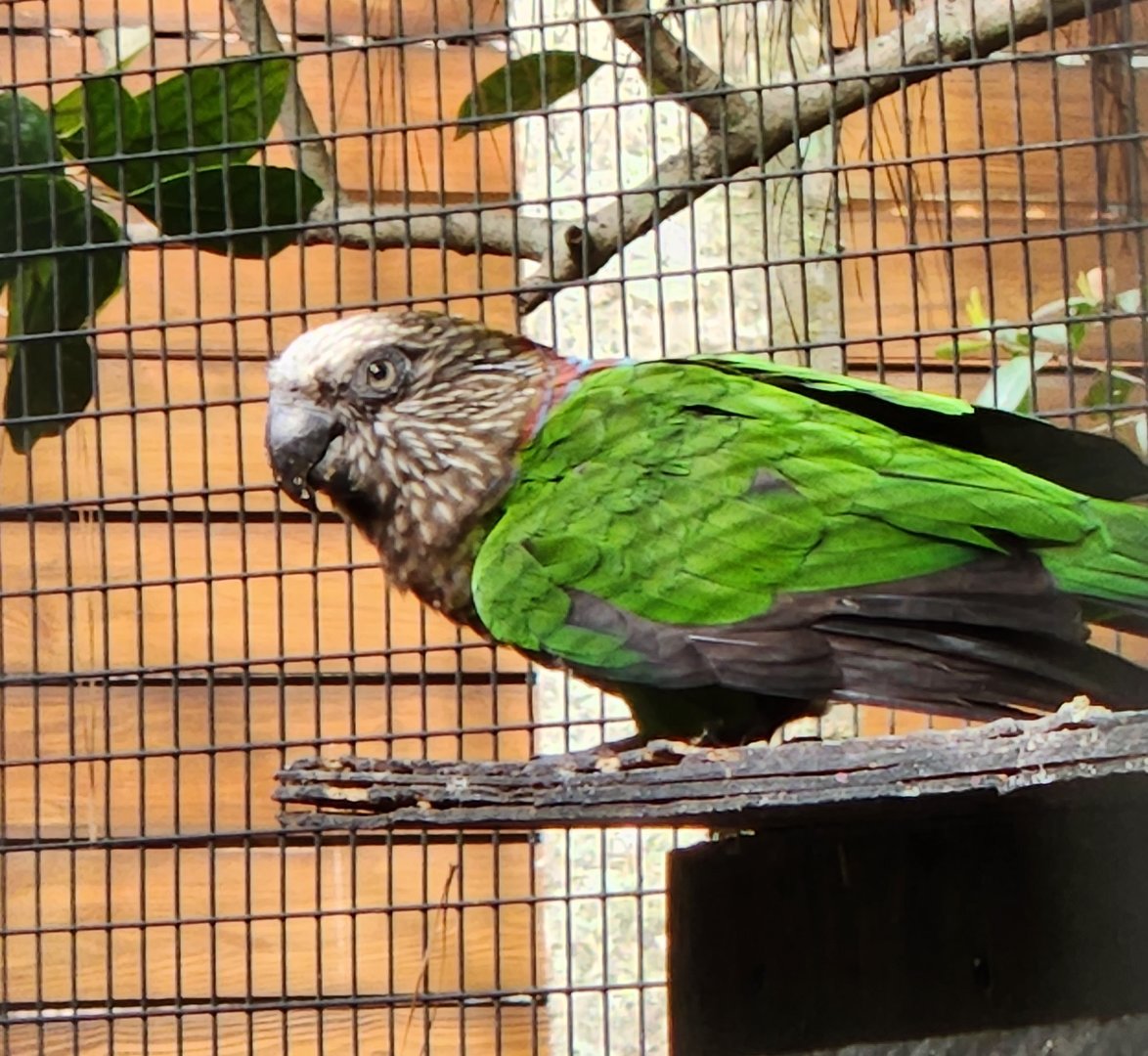 Santa Fe College Zoo (2023) - Fan Parrot