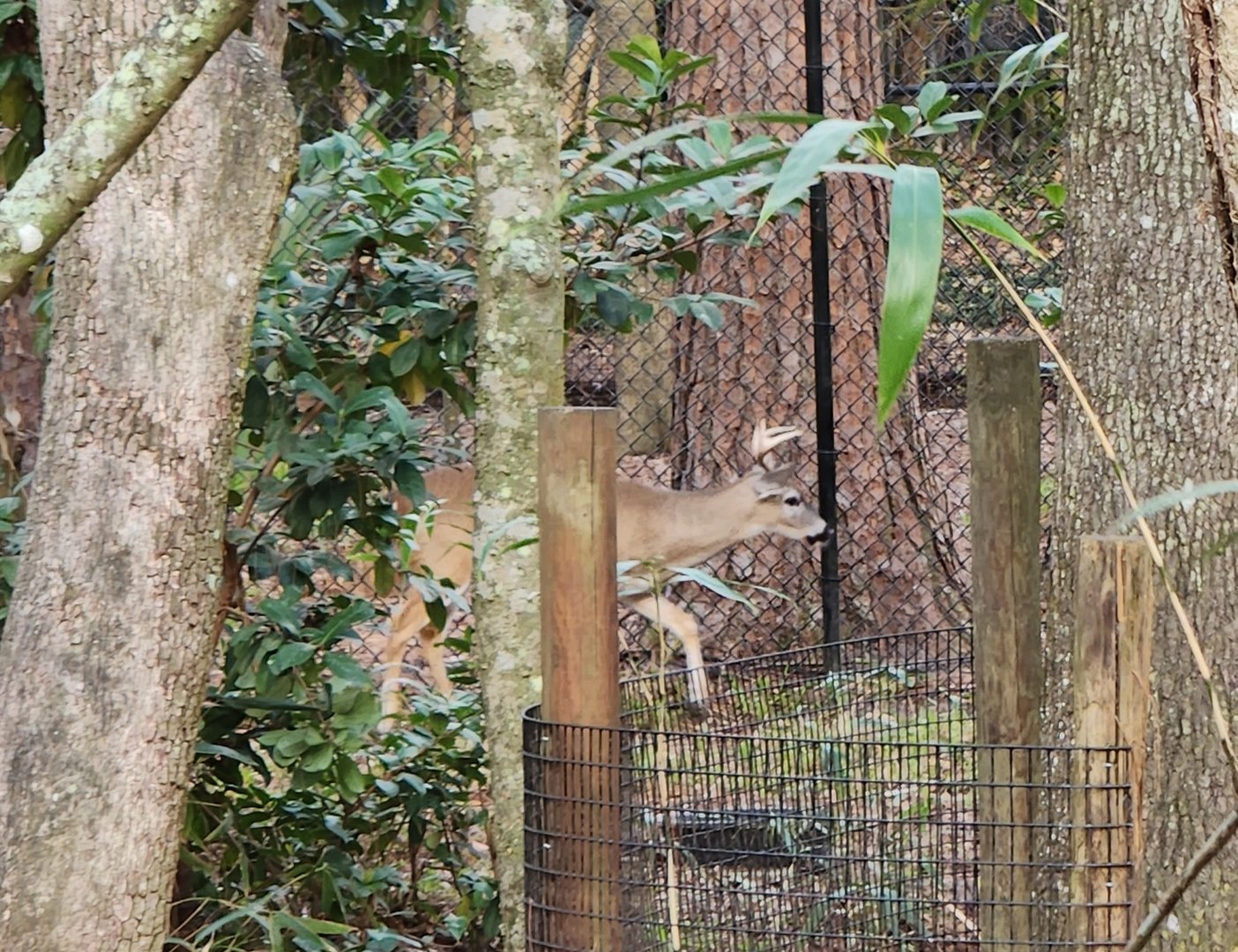 Santa Fe College Zoo (2023) - Florida Keys White-tailed Deer