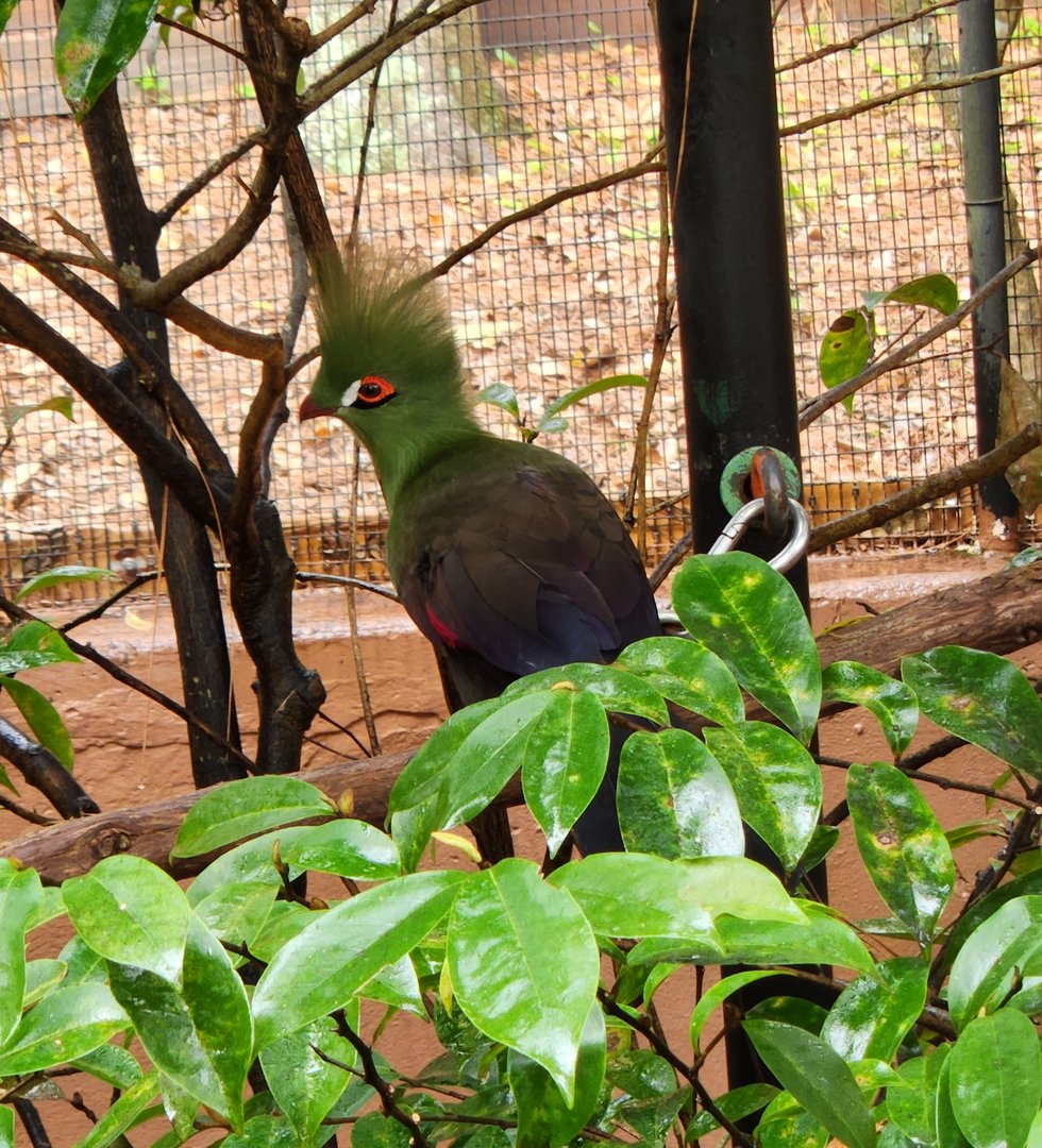 Santa Fe College Zoo (2023) - Green Turaco