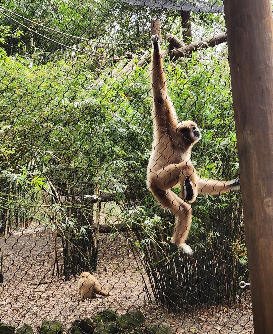 Santa Fe College Zoo (2023) - Lar Gibbon