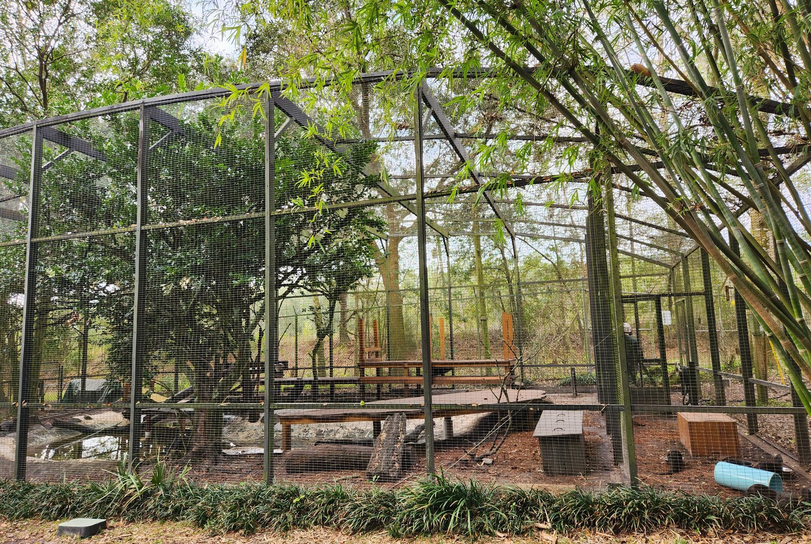 Santa Fe College Zoo (2023) - Oriental Small-clawed Otter exhibit