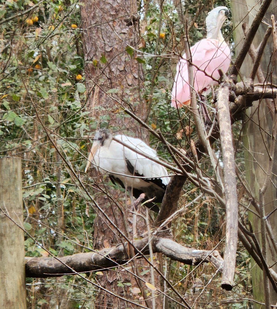 Santa Fe College Zoo (2023) - Wood Stork/Roseate Spoonbill (Aviary)