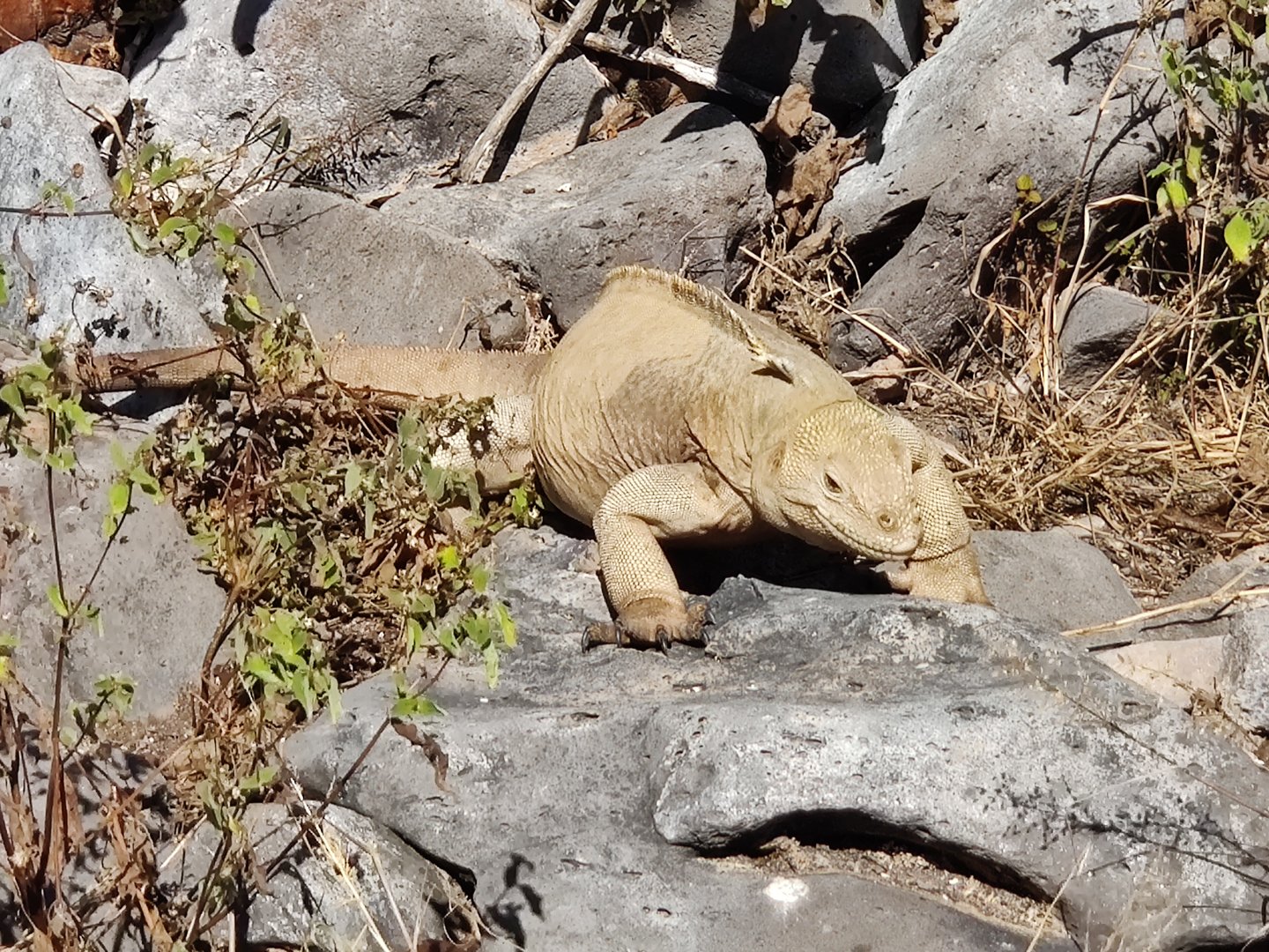 Santa Fe Land Iguana(Conolophus pallidus)