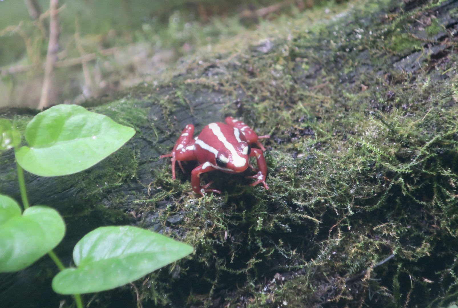 Santa Isabel Poison Dart Frog (Epipedobates anthonyi "Santa Isabel")