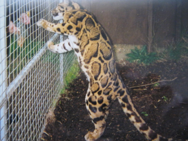 Santago Clouded Leopard Project 1994