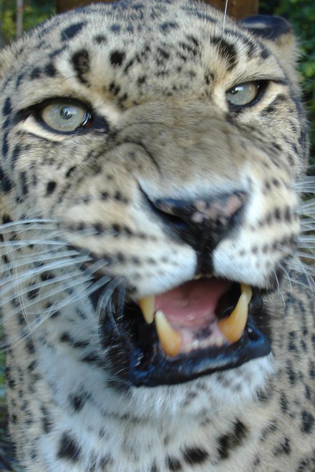 Santago Persian Leopard