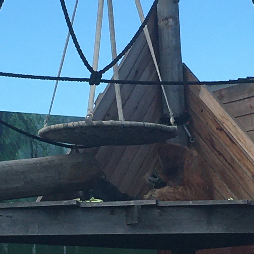 Santan (male Sumatran Orangutan)