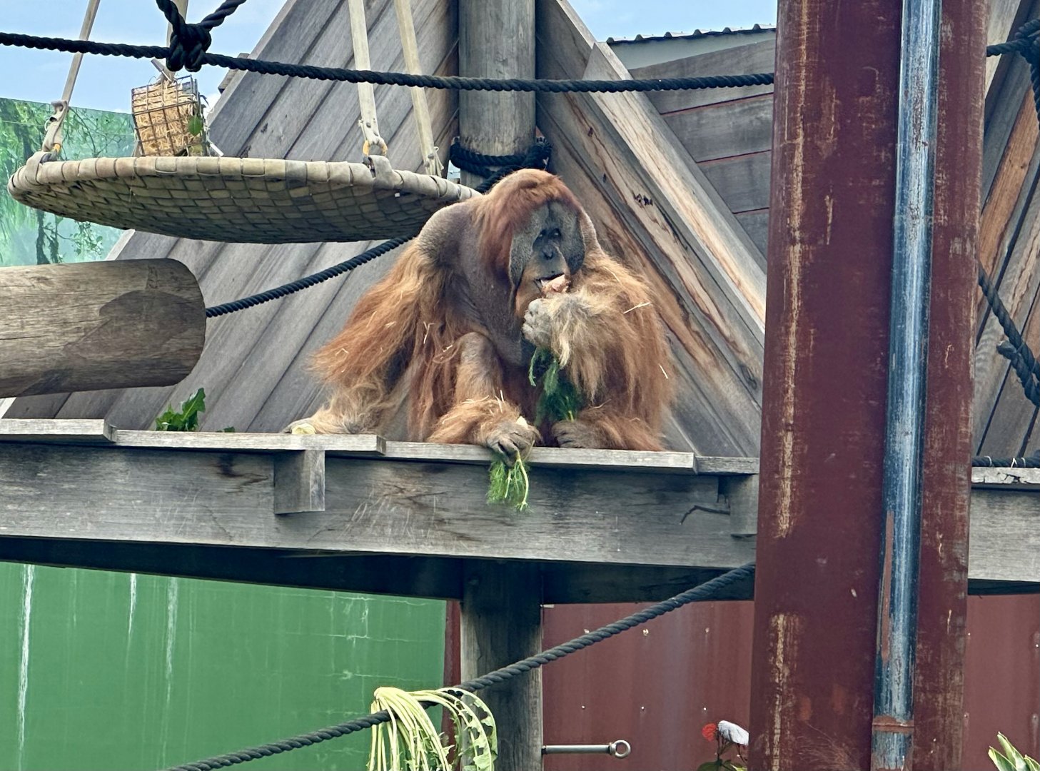 Santan (Sumatran Orangutan)