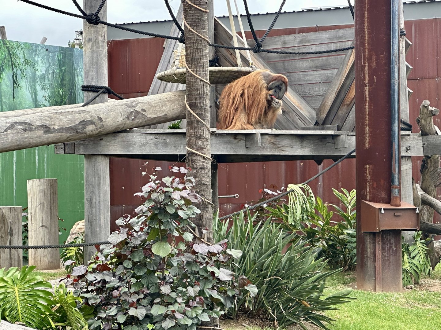 Santan (Sumatran Orangutan)