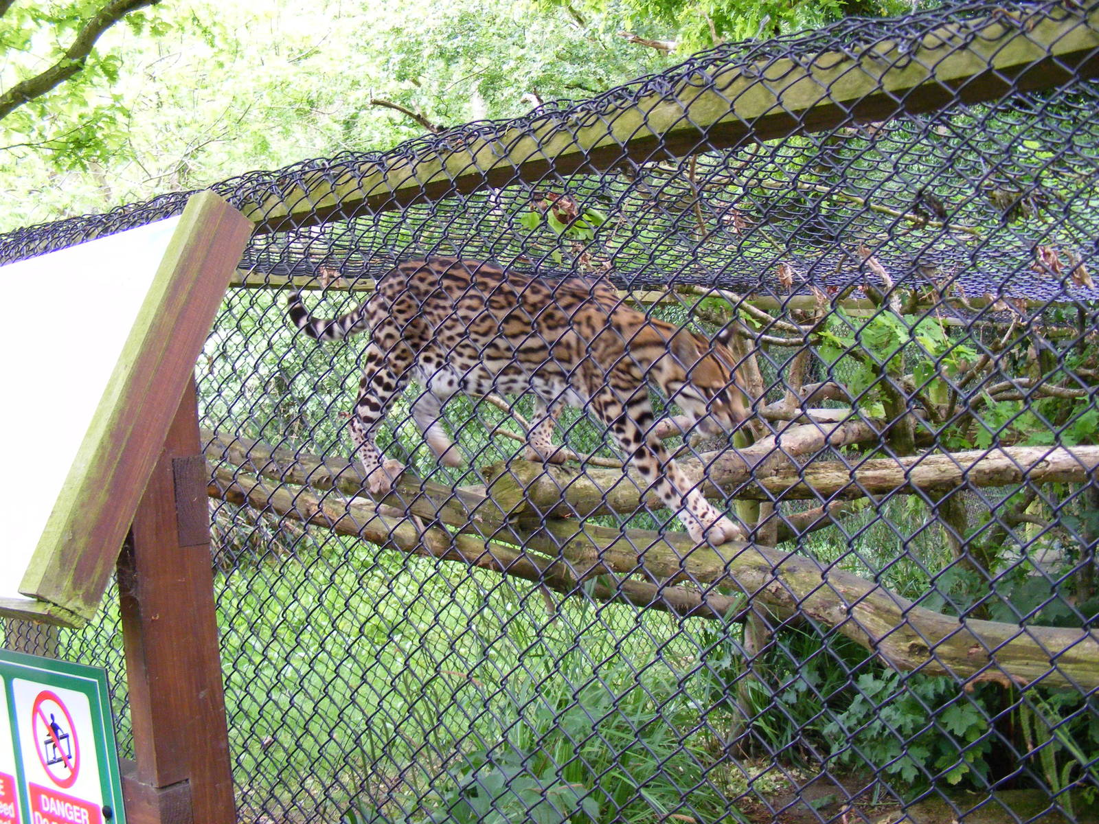 Santana the ocelot at Port Lympne Wild Animal Park, 16 May 2009