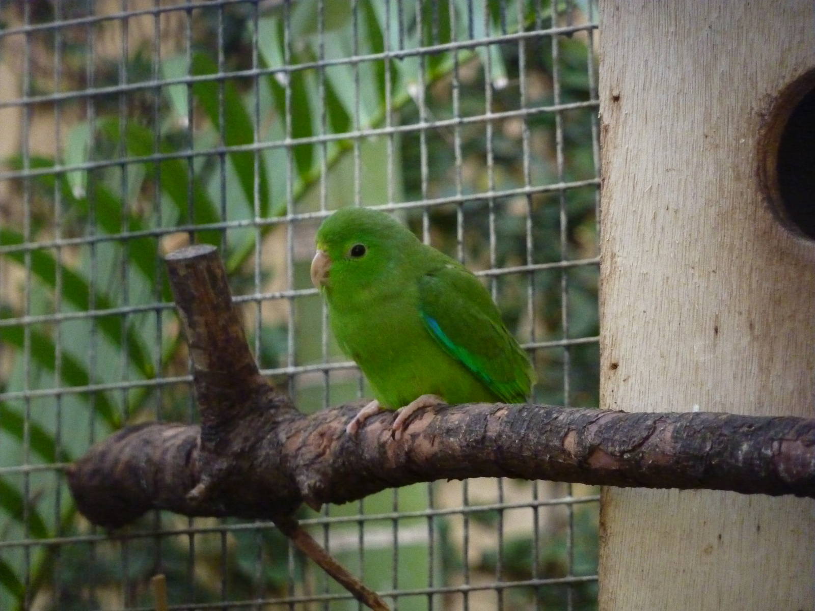 Santarem green-rumped parrotlet, December 2012