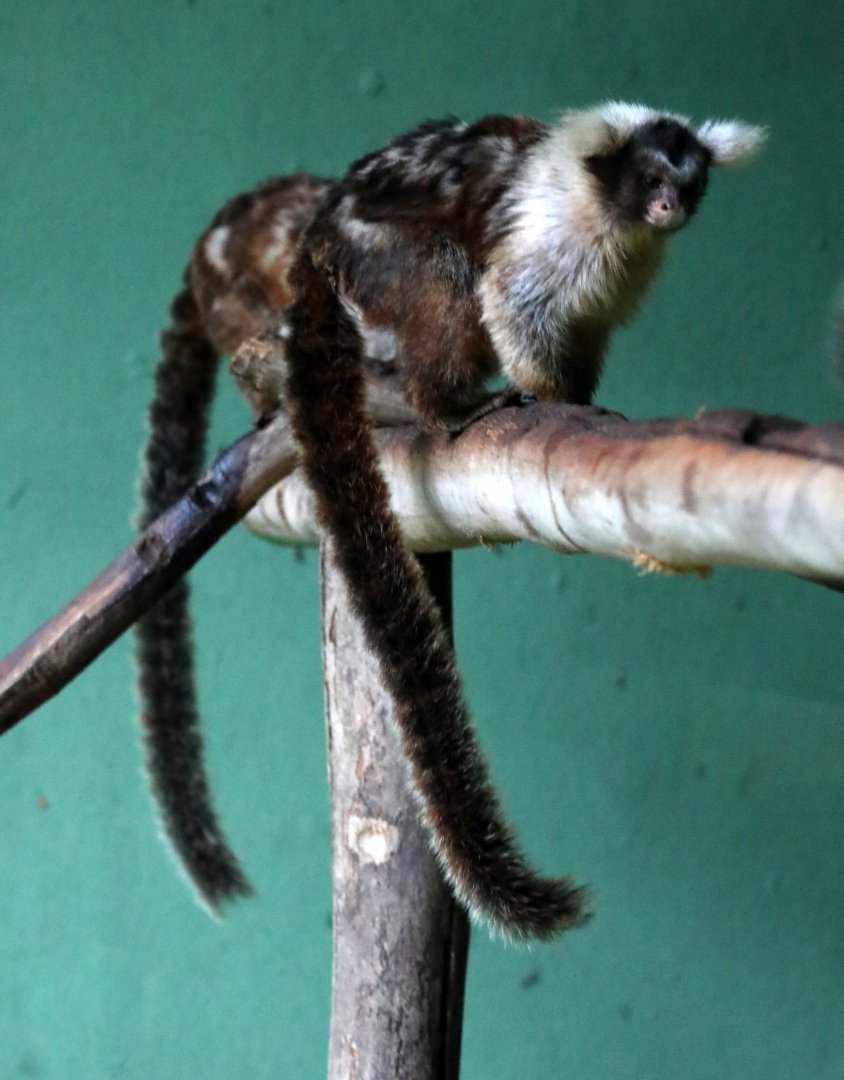 Santarém Marmoset (Mico humeralifer)